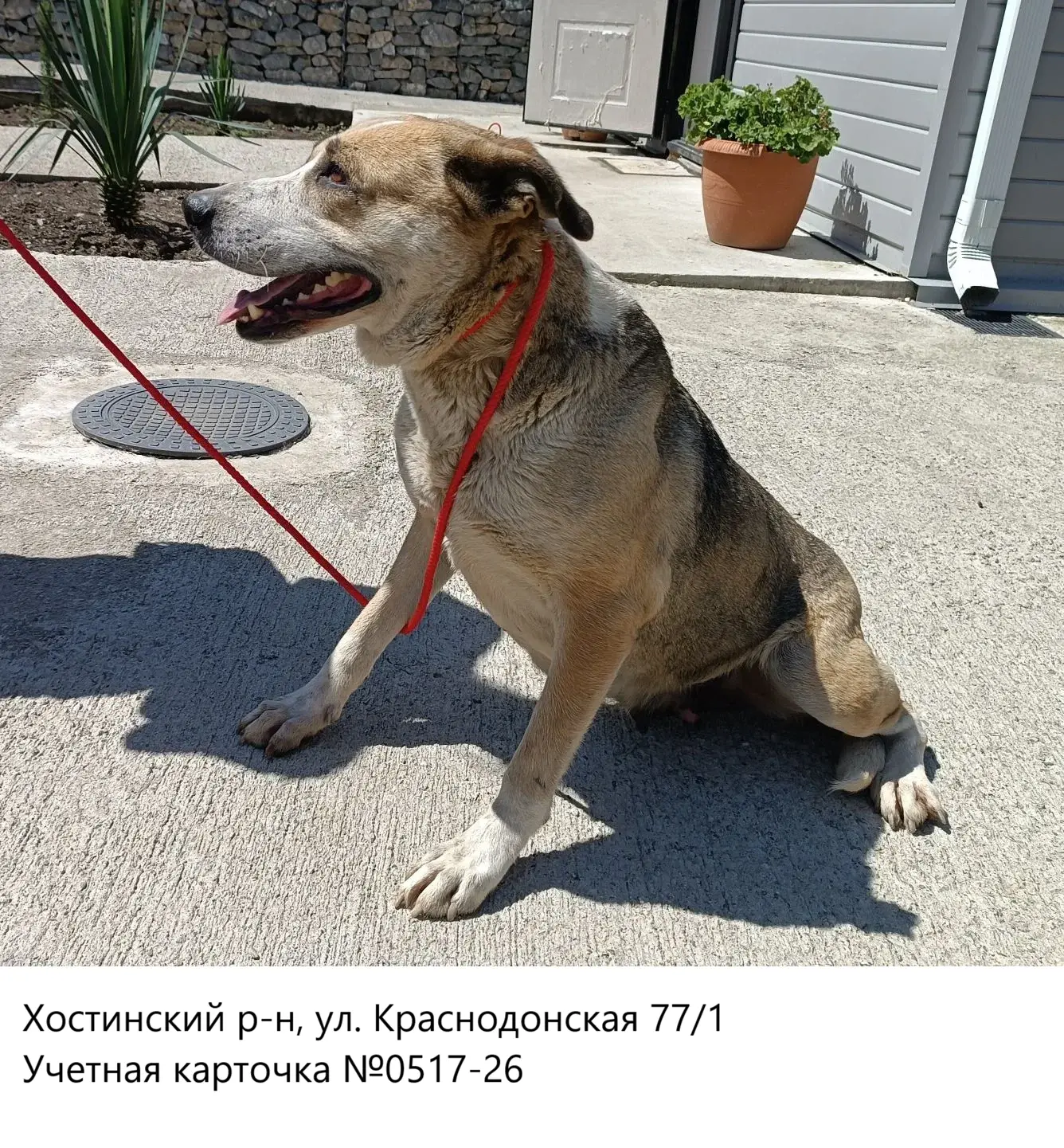 05.06.2026 был отлов собак по адресам:
Хостинский р-н:
- м-н КСМ, школа №20 им.И.В.Гапанца, ул. Труд