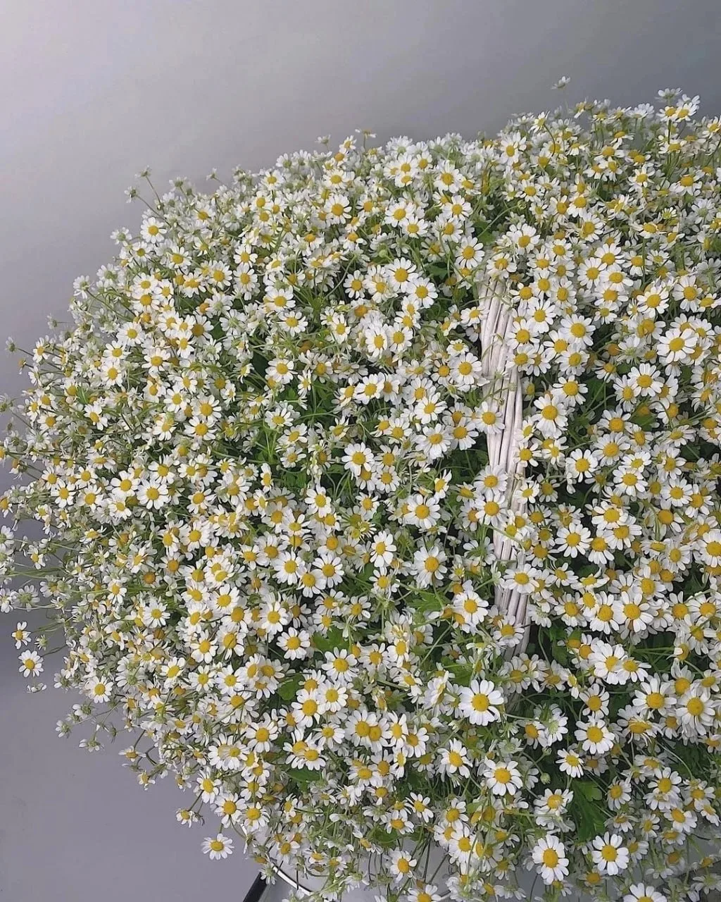 Ромашки🌼🌱