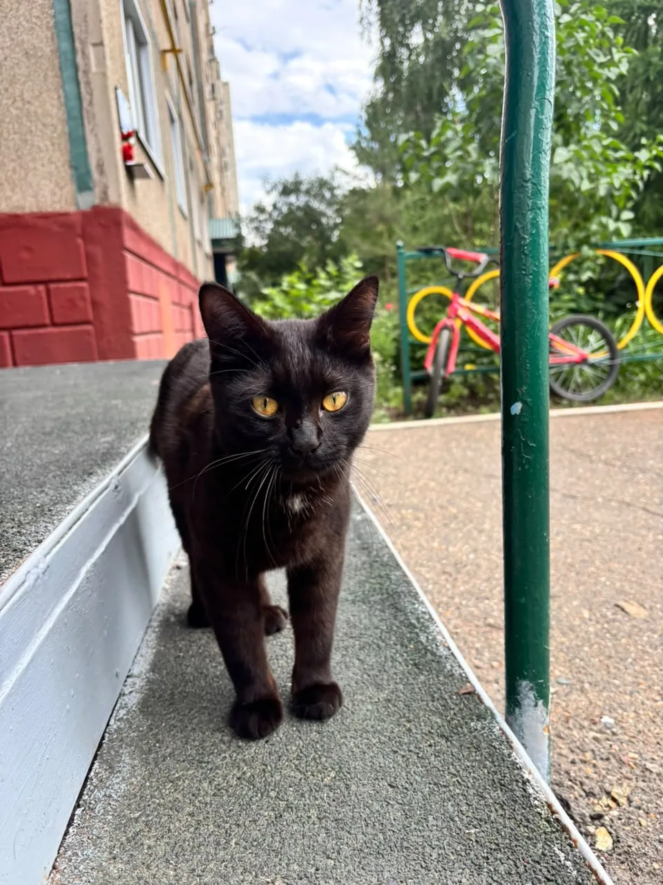 Доброе утро, чей кот? Видно, что домашний.