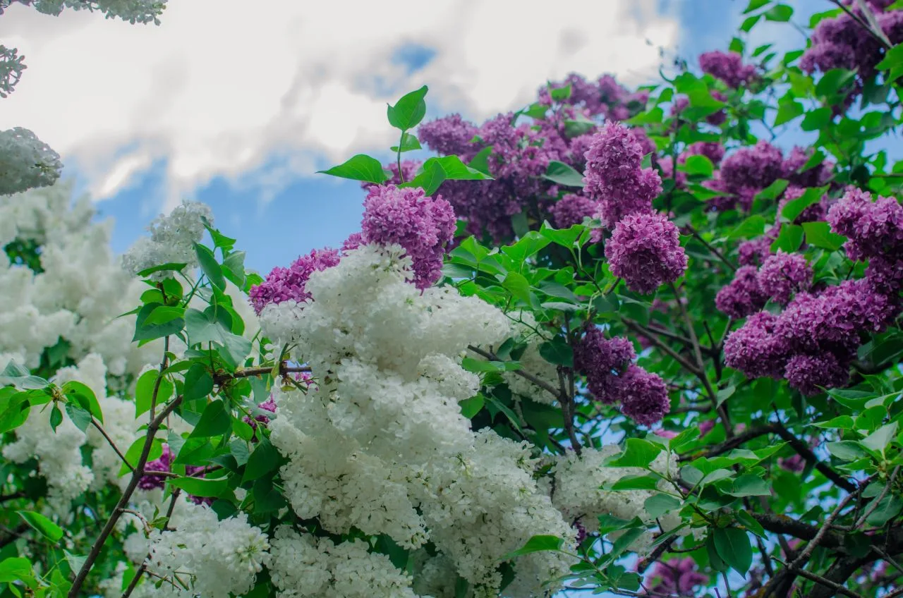 🌳 Цветущая сирень действительно прекрасна. Однако многим любующимся её пышным цветением недостаточн