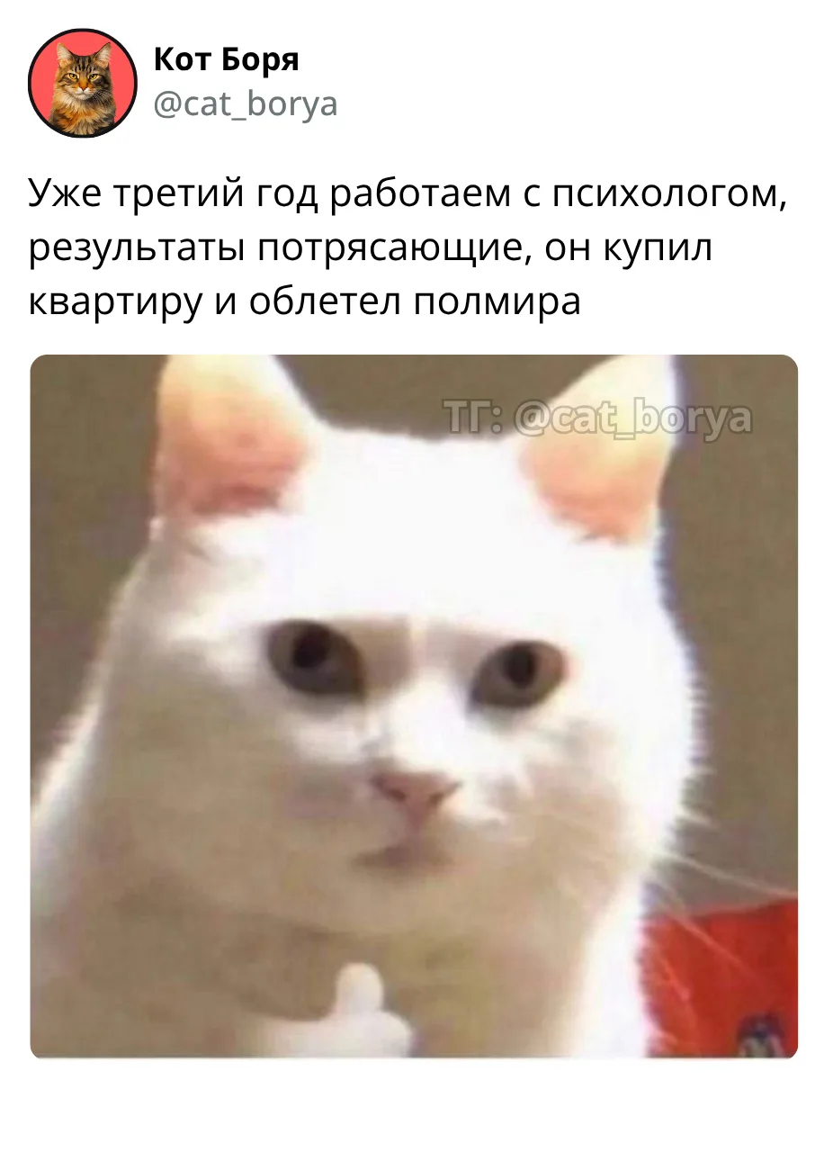 Кот Боря: Психолог с лапками