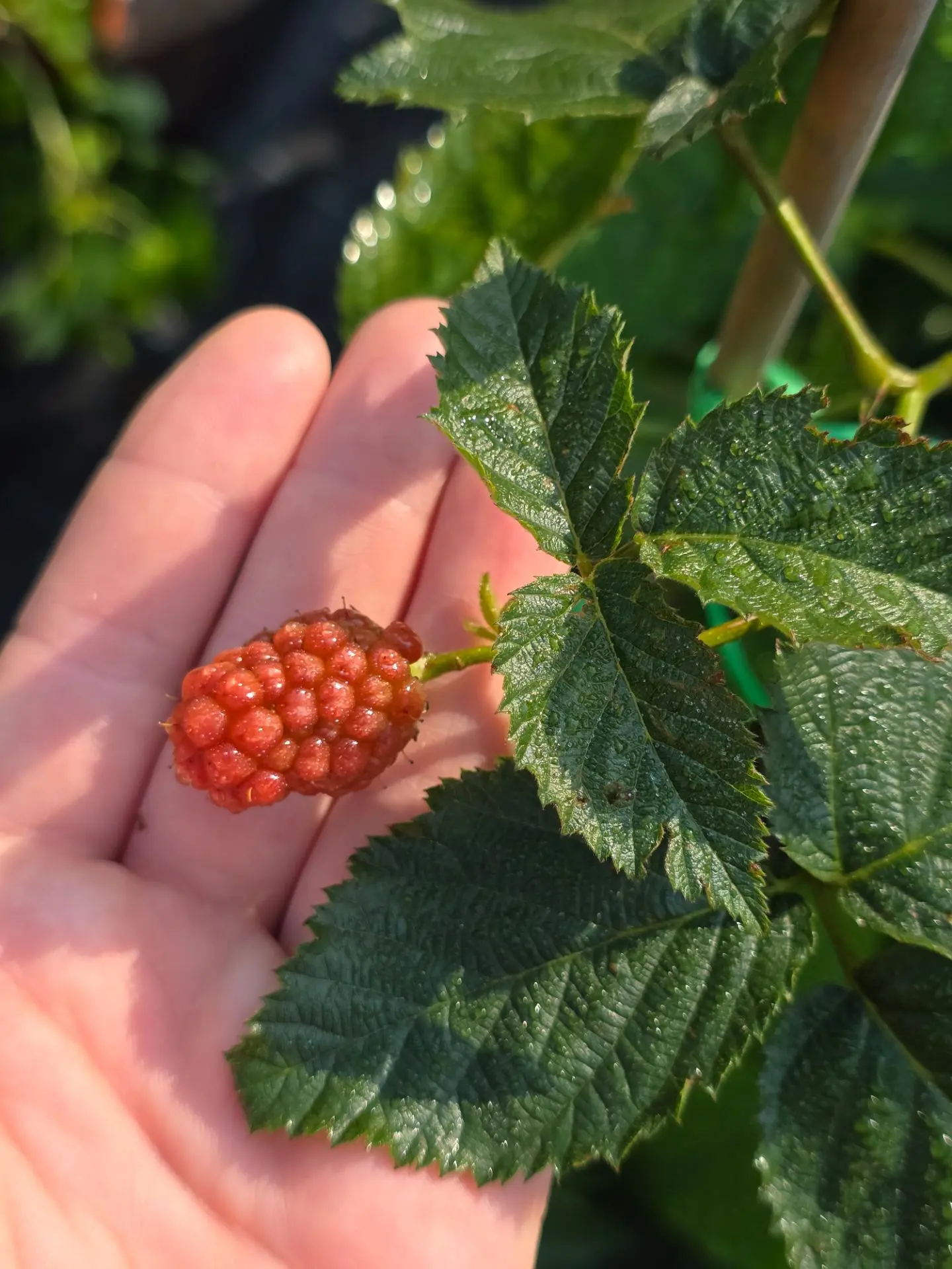 Ежевика в наличии 🌱 

✅️ НАТЧЕЗ
- Отличается отсутствием шипов на молодых побегах
- Плодоношение на