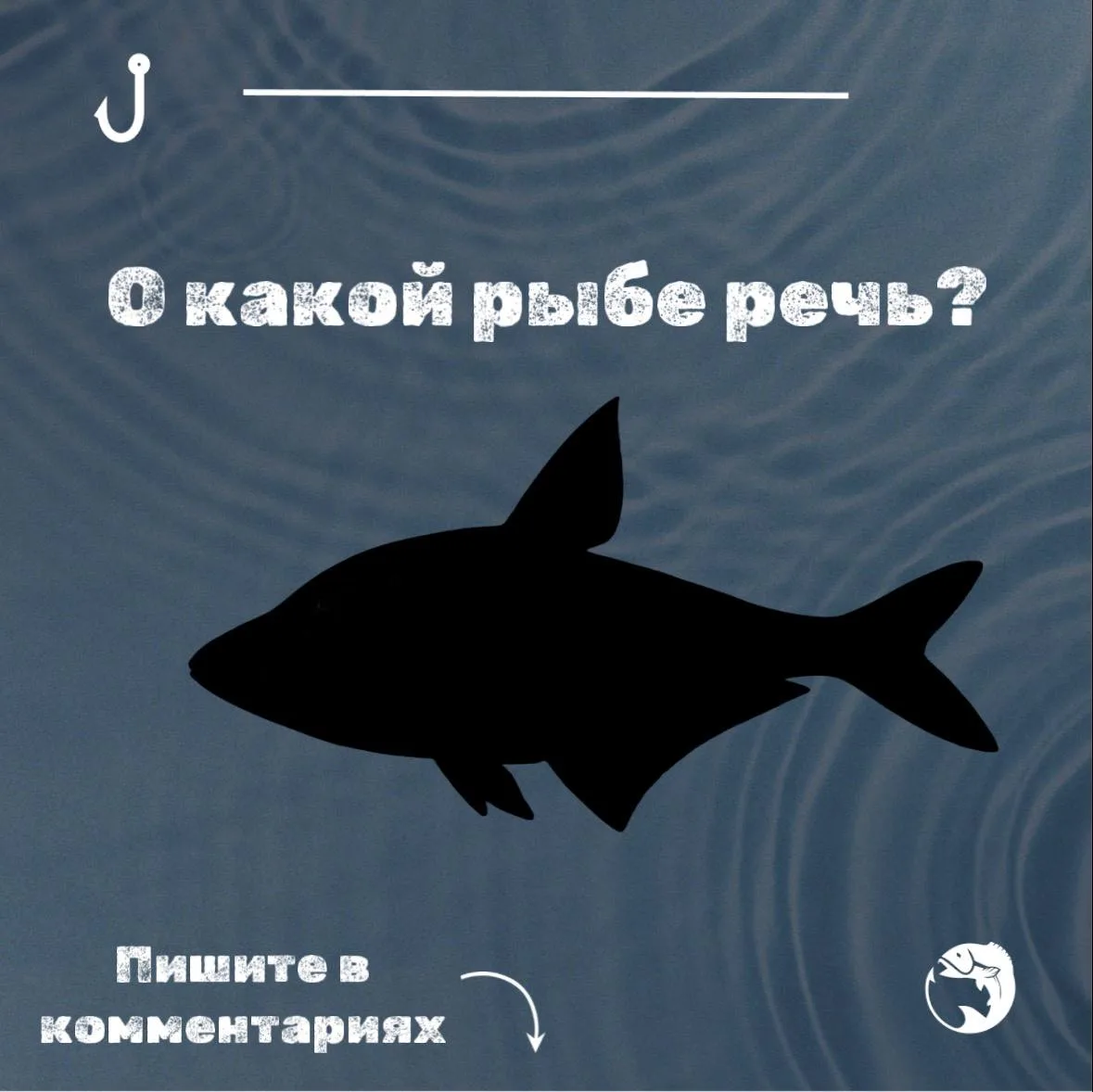 ❓ Угадайте название рыбы по описанию!

👉 Встречается в крупных реках и водохранилищах с чистой водо