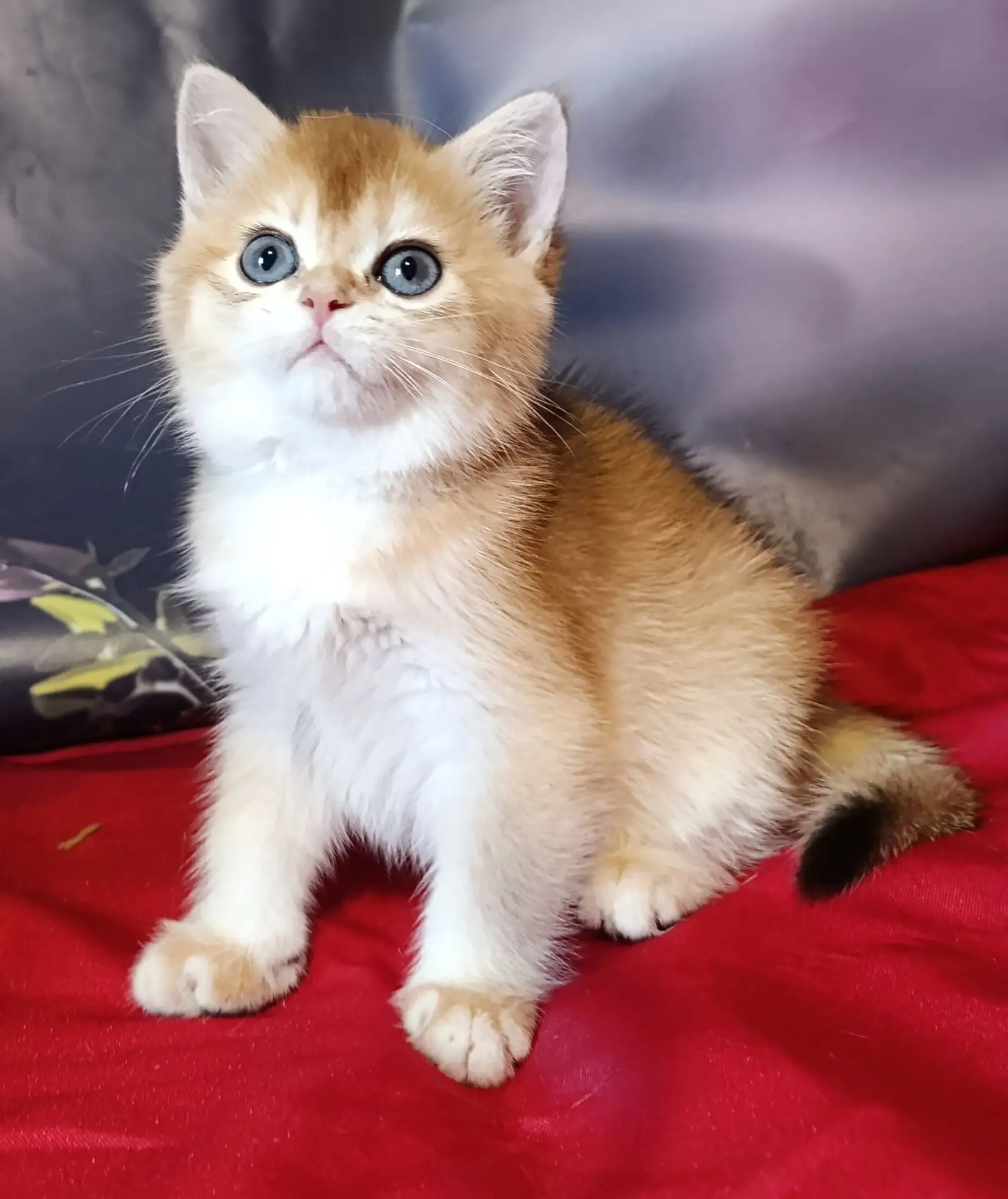 Котик Британец золотая шиншилла 2 месяца Мариуполь сделана 1 прививка + 7949 599 54 18 Татьяна