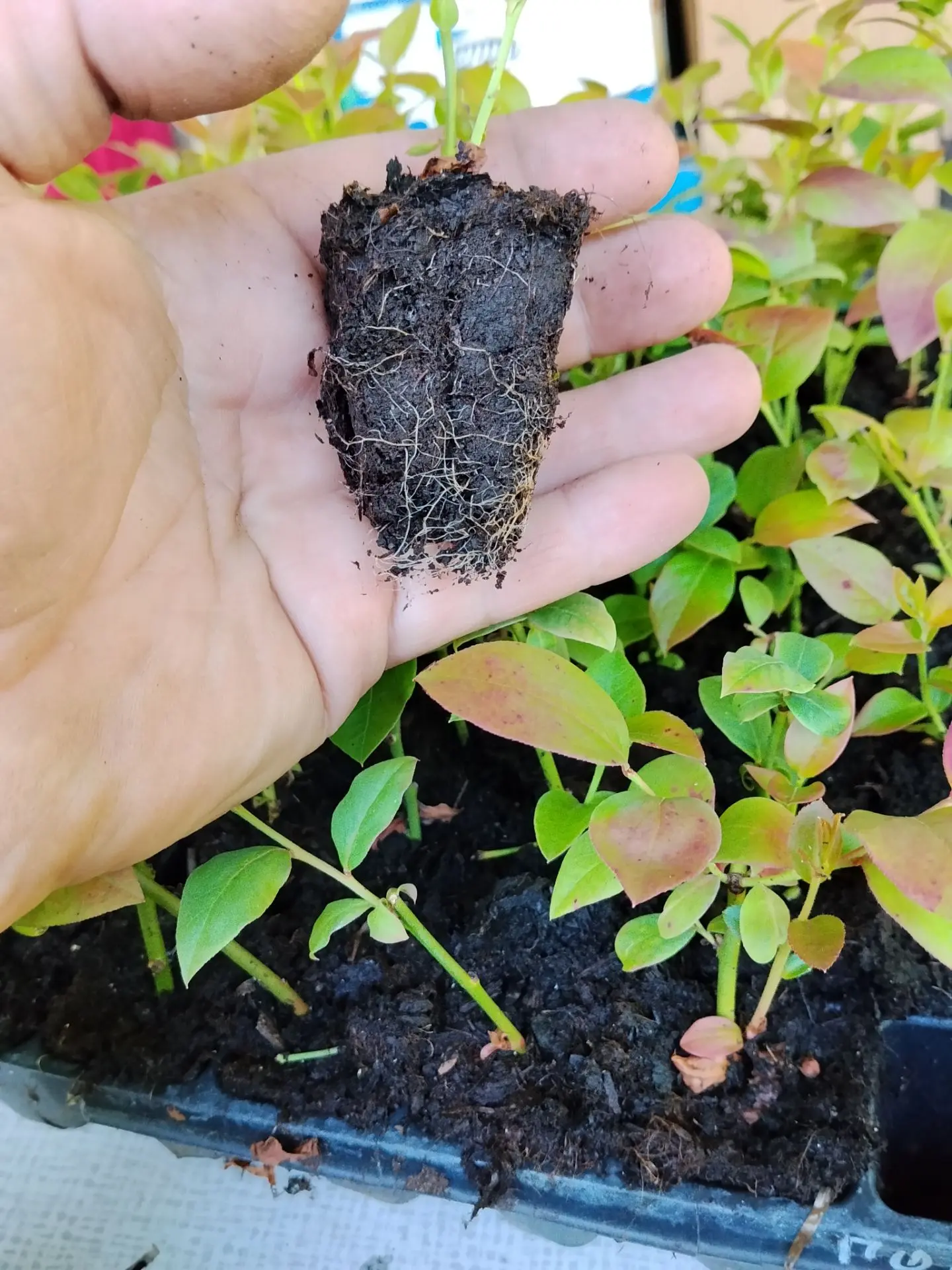 🌿 25 июня — продолжаем высадку голубики! 🌿  

На данный момент уже высажены сорта: Дюк, Sweetheart