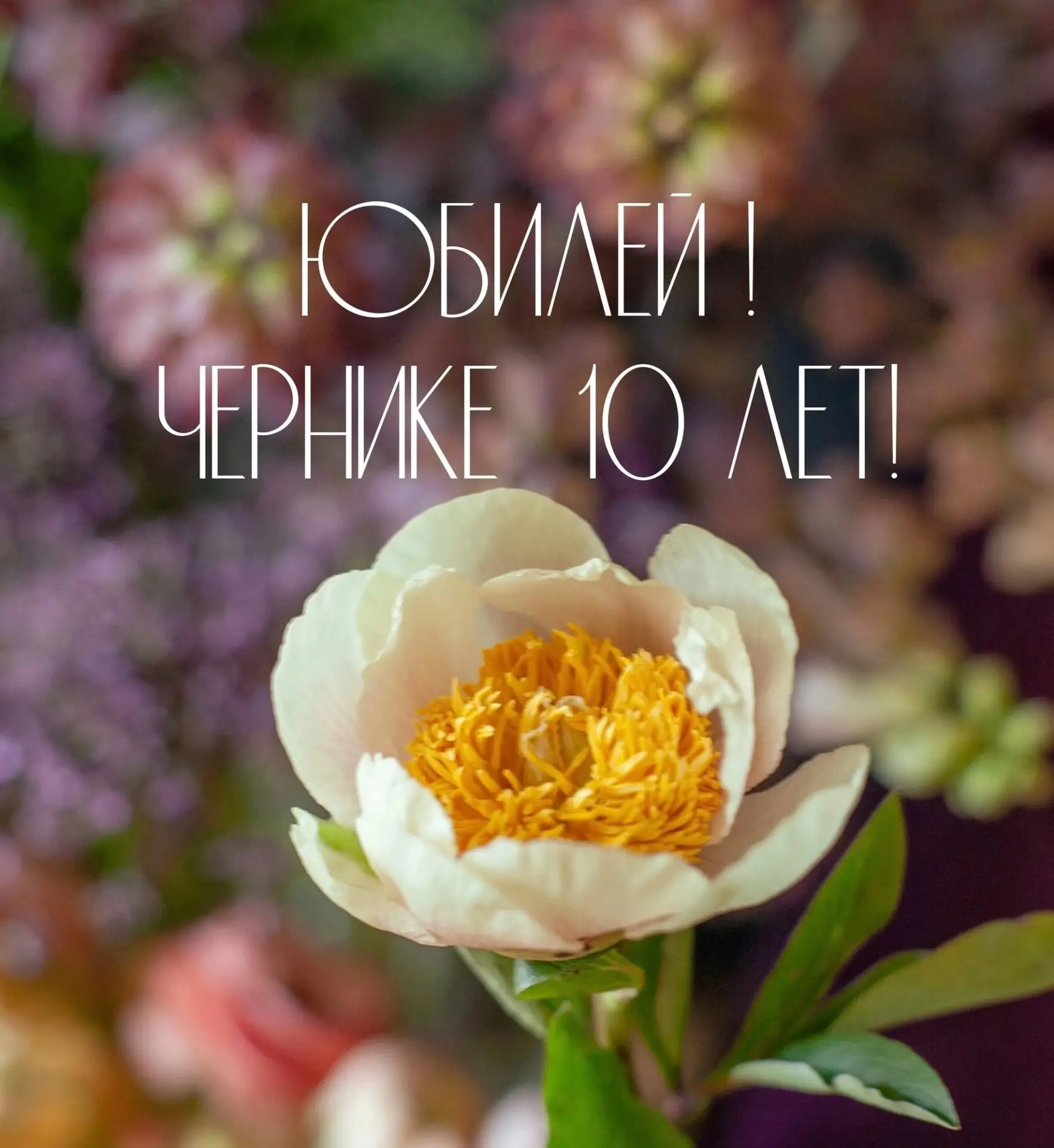 🎉 ЧЕРНИКЕ 10 лет, Фейерверк сюрпризов начинается!

💜С 10 июня запускаем розыгрыш Черничного букета