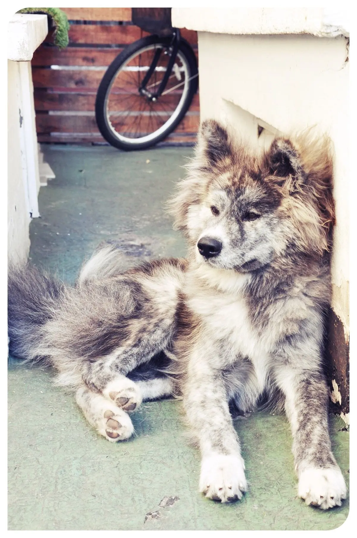 Лежу, щурюсь на солнце — настоящий самурай тоже имеет право на тихий час

🐶 Акита-ину и Американска