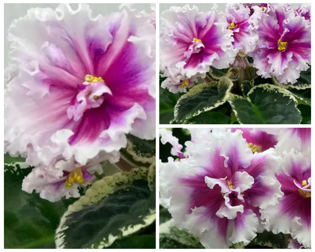 МТ-Яркие Сны🌹💥🌹💥💐🍀💥 новинка..очень крупные белые цветы с волнистой каймой и очень красивым цв