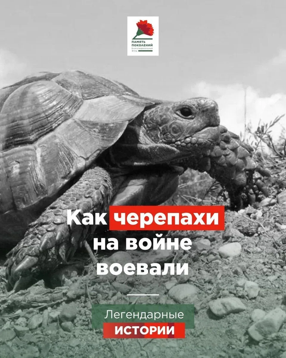 Про верблюдов рассказали, про котиков рассказали, но воевали в Великой Отечественной войне еще и… че