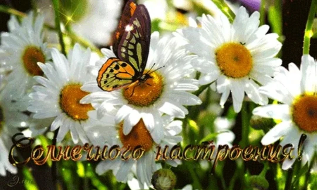 ✨Пусть день несёт приятные сюрпризы, а неделя радует успехами! Доброго утра!❤️