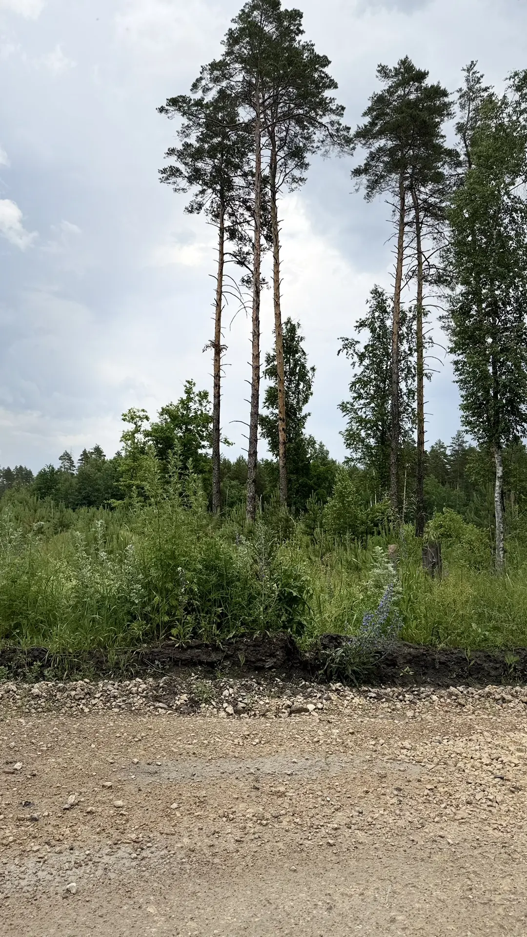 Всем привет 👋🏻 

Наконец-то, я дождалась лета. А это значит, возобновим походы за грибами 😍

Обож