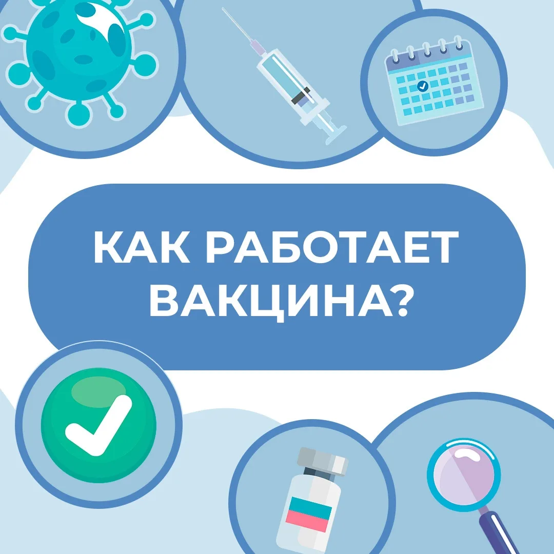 🛡 Иммунная система человека – барьер, распознающий вирусы и бактерии

При первичном контакте с инфе