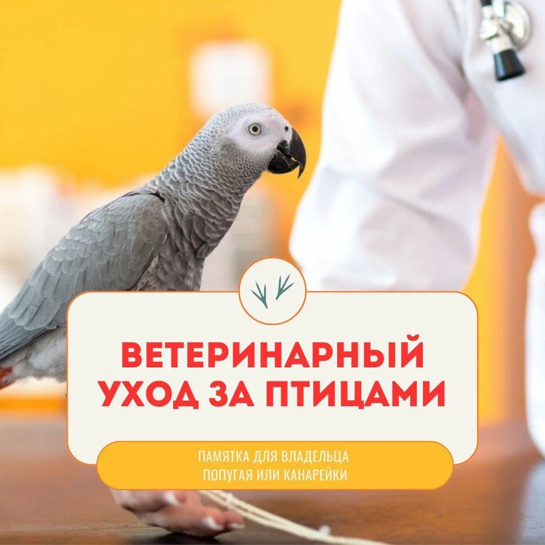 Пернатые питомцы — попугаи и канарейки — кажутся хрупкими и неприхотливыми, но их здоровье требует п