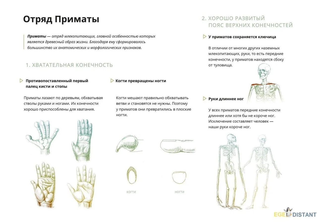 Отряд Приматы