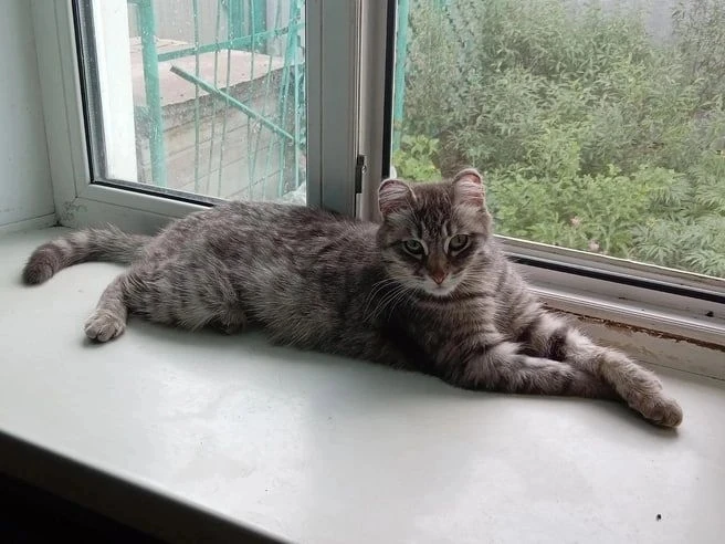 Кошка с круглыми ушами ищет дом 🥺

Как рассказала куратор кошки Татьяна, Ладу они забрали из кварти