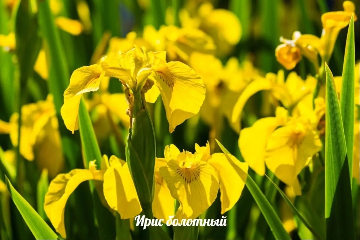 ИРИСЫ В САДУ 
 
В саду наступает время ирисов - эти чудесные цветы мы любим за разнообразие сортов, 