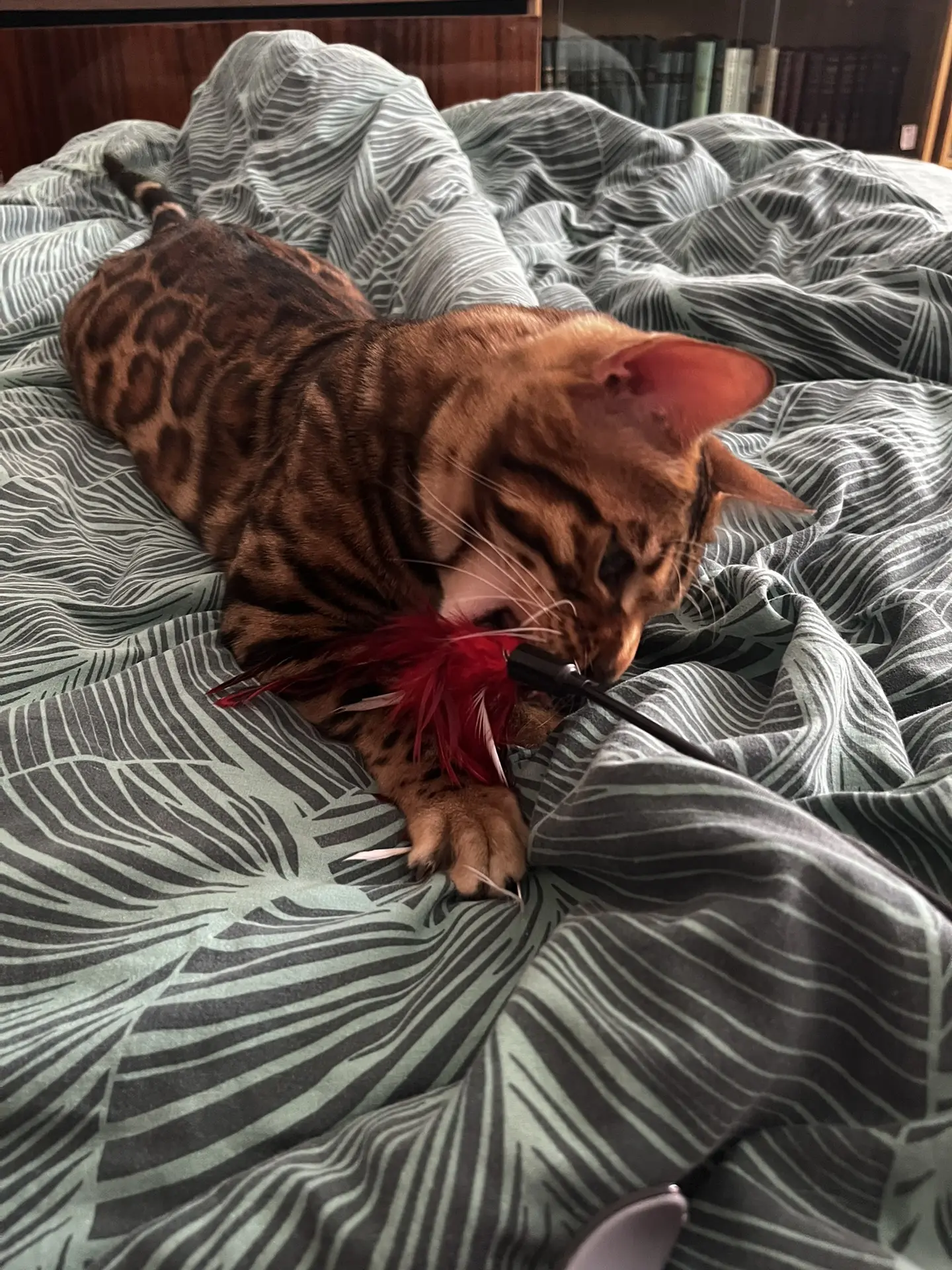 Постельные игры🐆