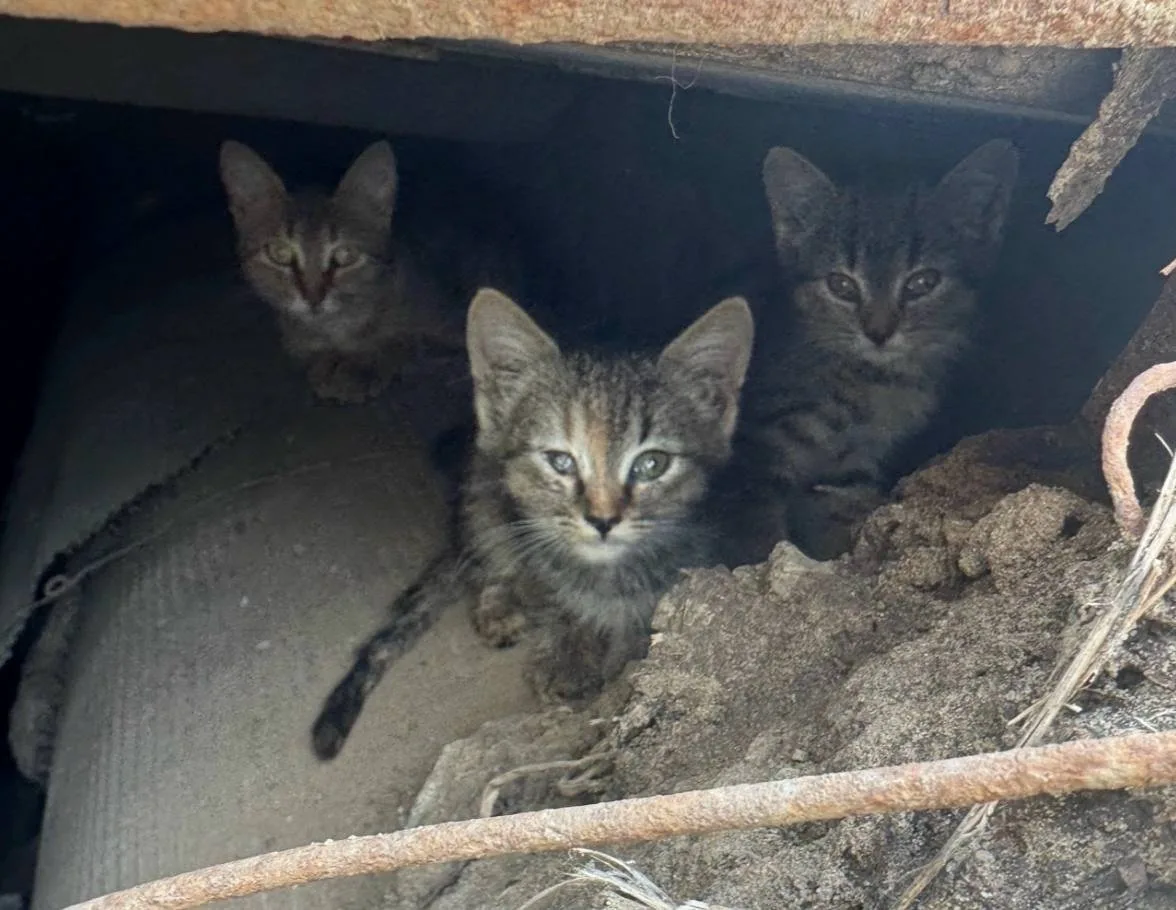 😭 На теплотрассе в Нижнем Новгороде спасли больного котёнка — малышка весила почти ничего и нуждает