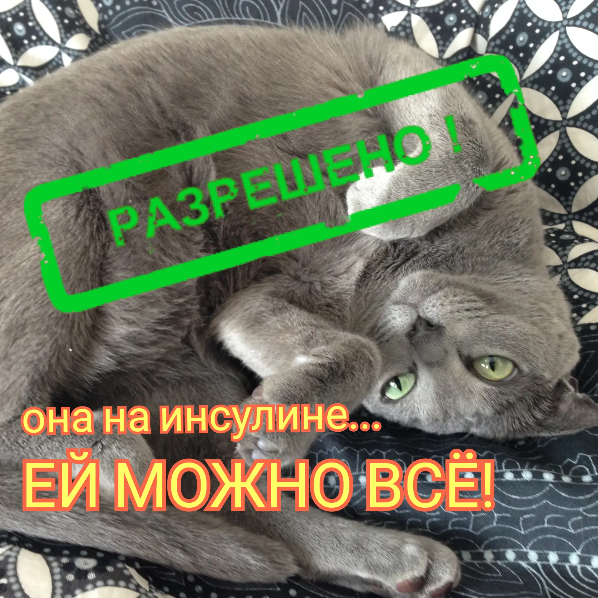 БОЛЬНОЙ САХАРНЫМ ДИАБЕТОМ КОШКЕ МОЖНО ВСЁ! 
ну, почти всё, что дозволено здоровой кошке...

Добрые в