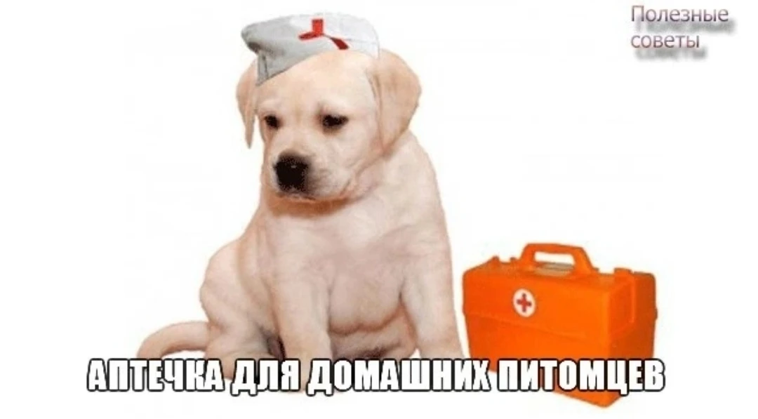 ❓Почему кошка топчет лапками🐾🐾
Разберёмся, какой механизм заложен в основу поведения. Назовём пять