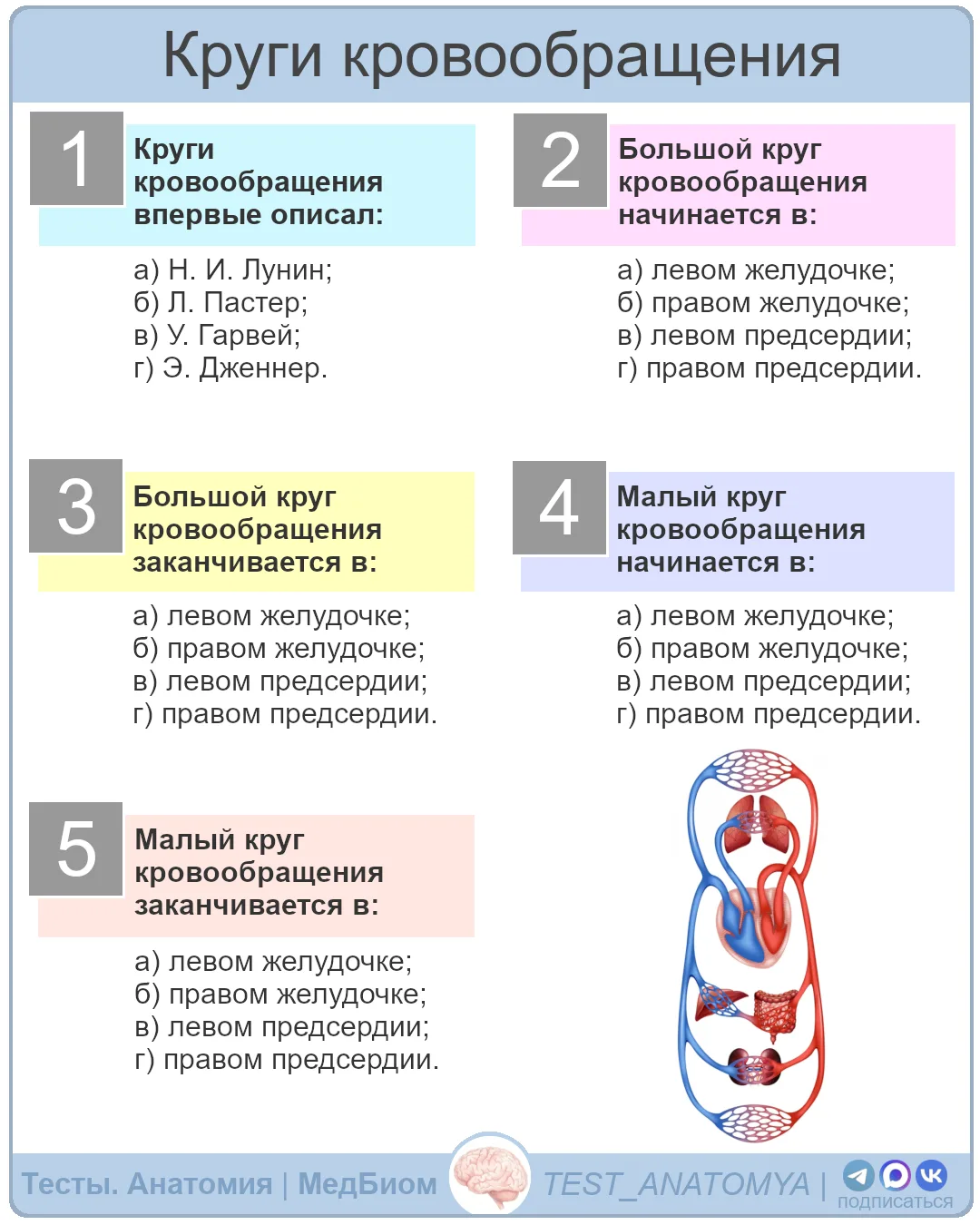 Круги кровообращения