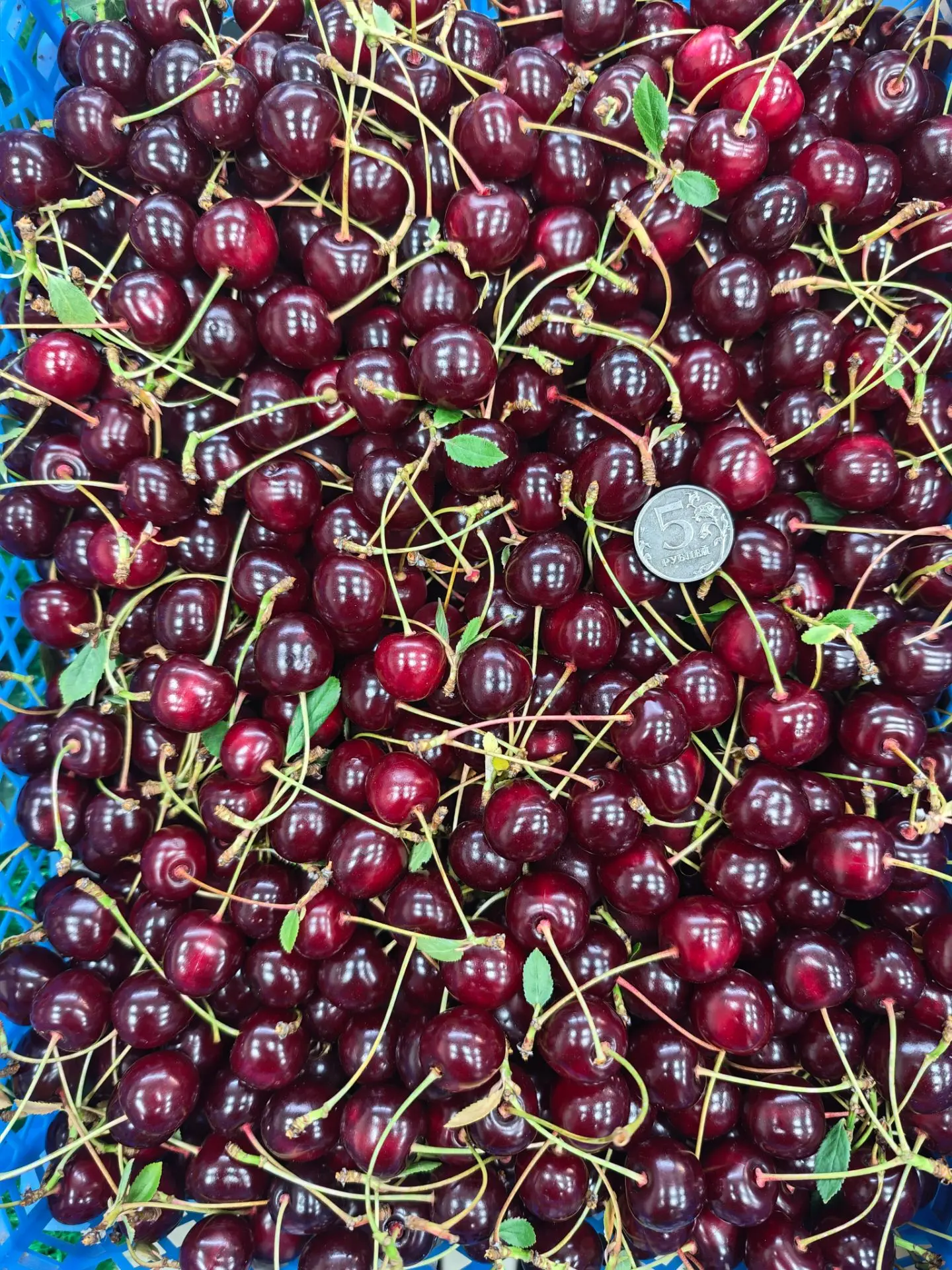 Свежий завоз Вишня 🍒 Короча 
Крупная , кисло-сладенькая 
285₽/кг
