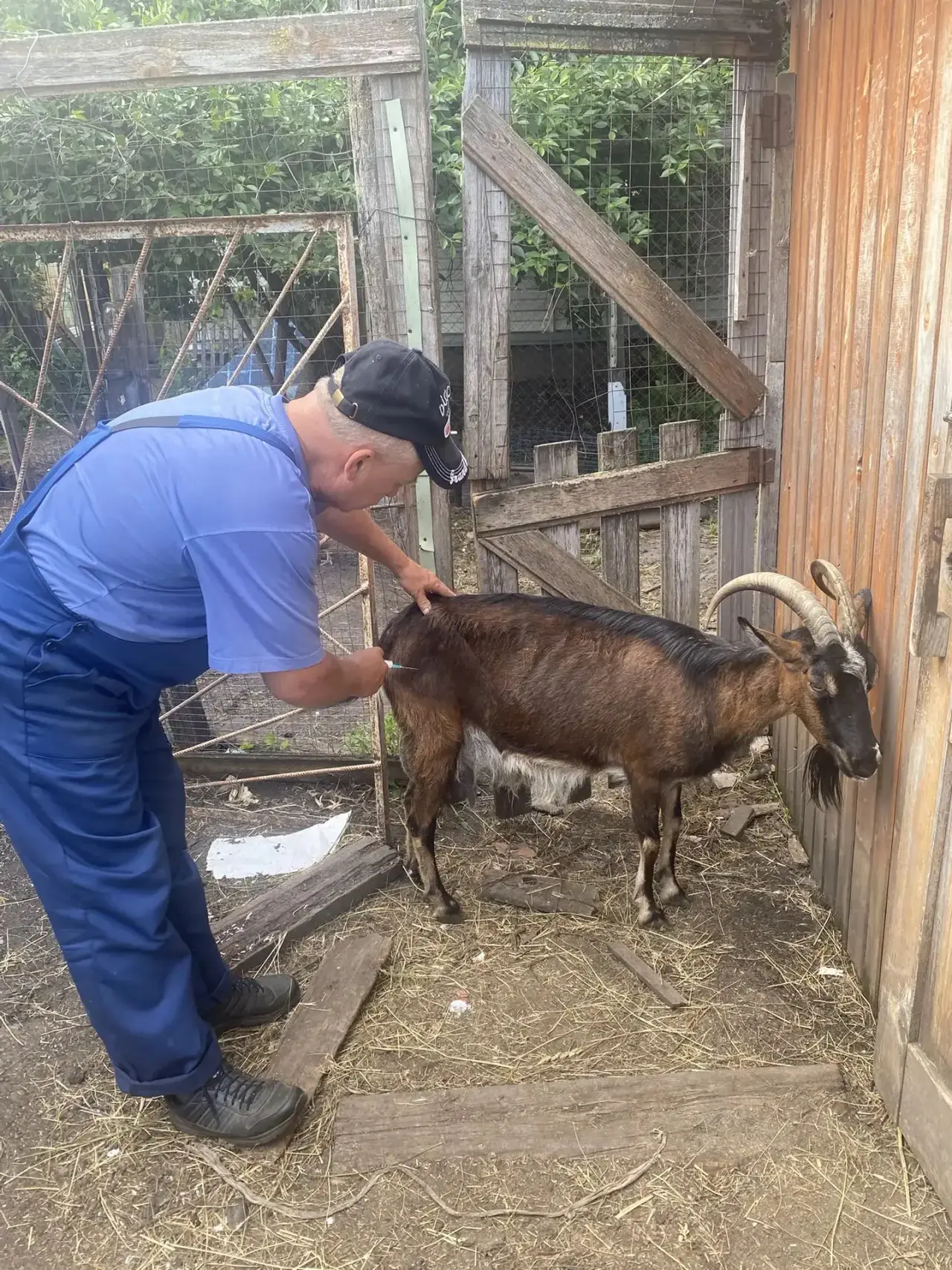 🐐 Ветеринарный фельдшер Аношин С. В. помогает козочке справиться с маститом! 💉 Мы заботимся о здор