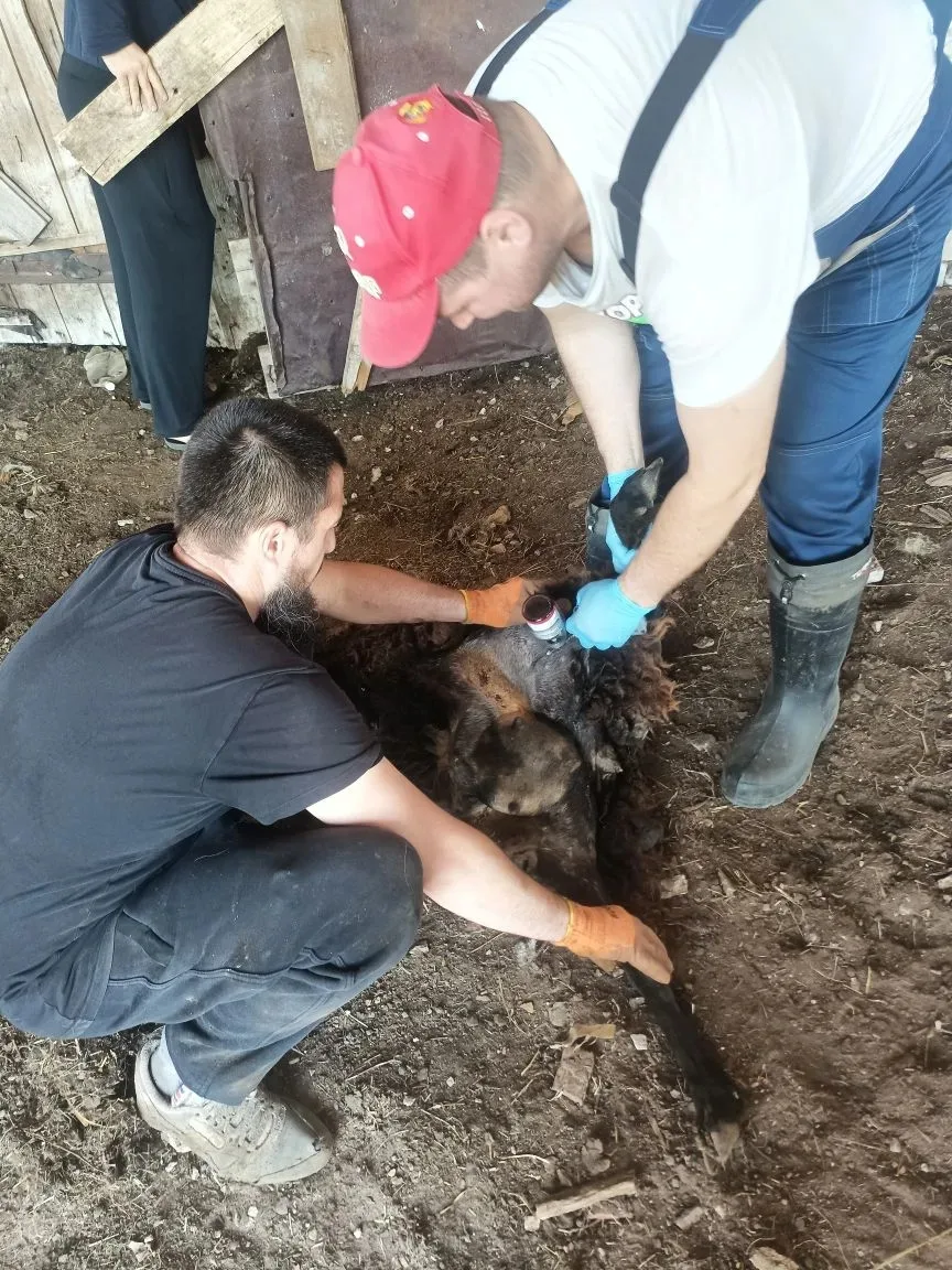 11.06.2026 г ,сотрудниками ГБУ РО "Шиловская райветстанция" была проведена плановая вакцинация МРС п