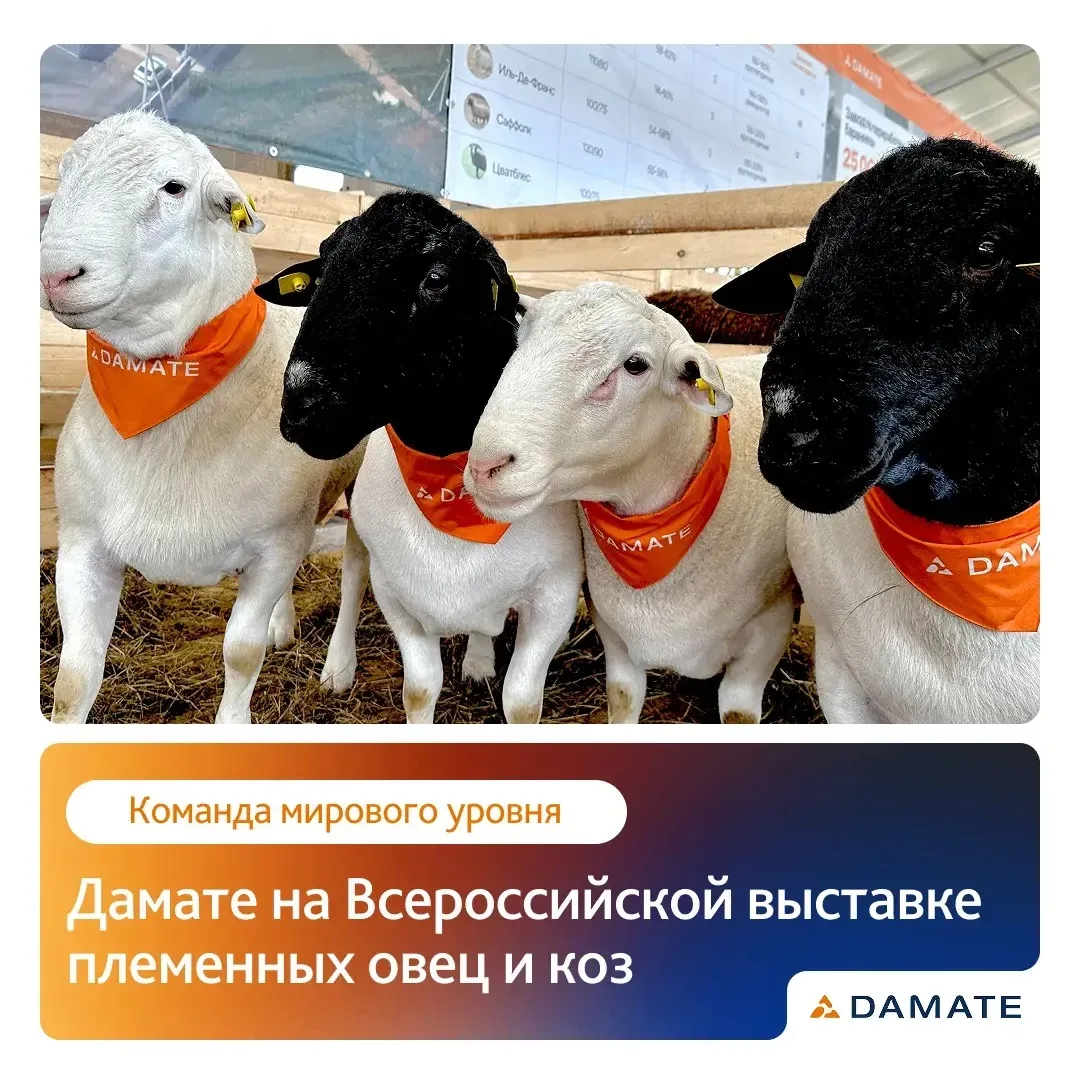 Бараны Дамате вошли в число лучших на Всероссийской выставке племенных овец и коз

Высокая оценка эк