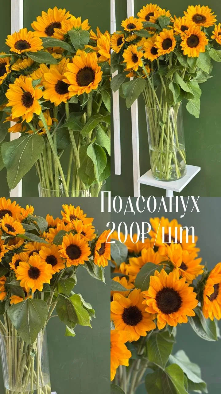 Подсолнух 
200₽/шт