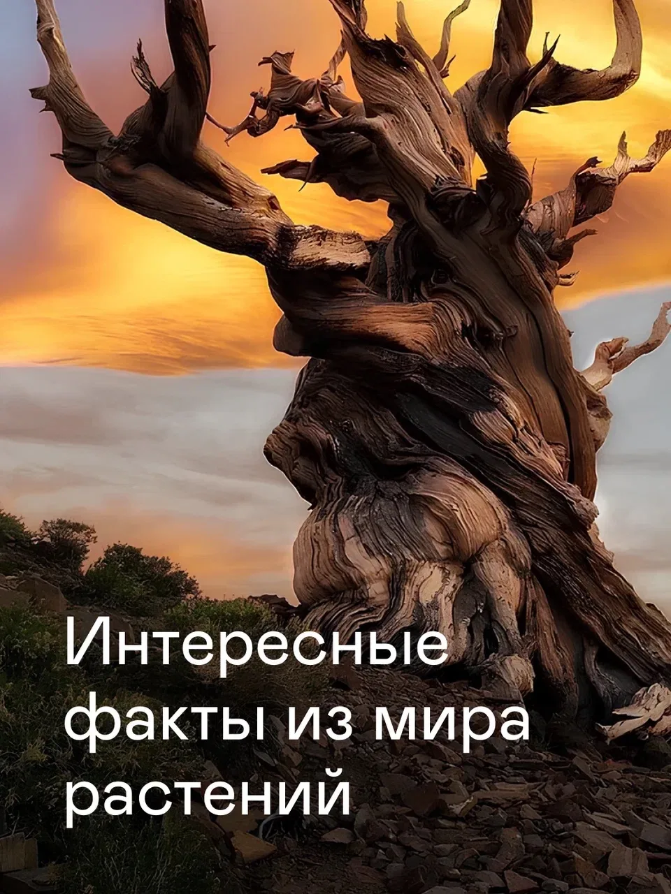 Друзья, только представьте: луковица тюльпана стоила как дом, в наше время живо дерево старше пирами