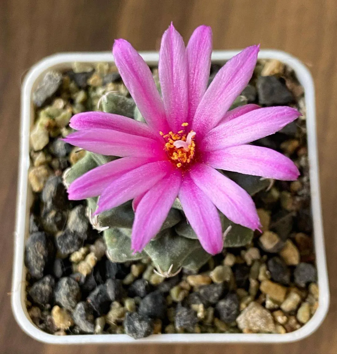 🌵Необыкновенные Суккуленты

Суккуленты - это растения, которые имеют необычные формы, текстуры и цв