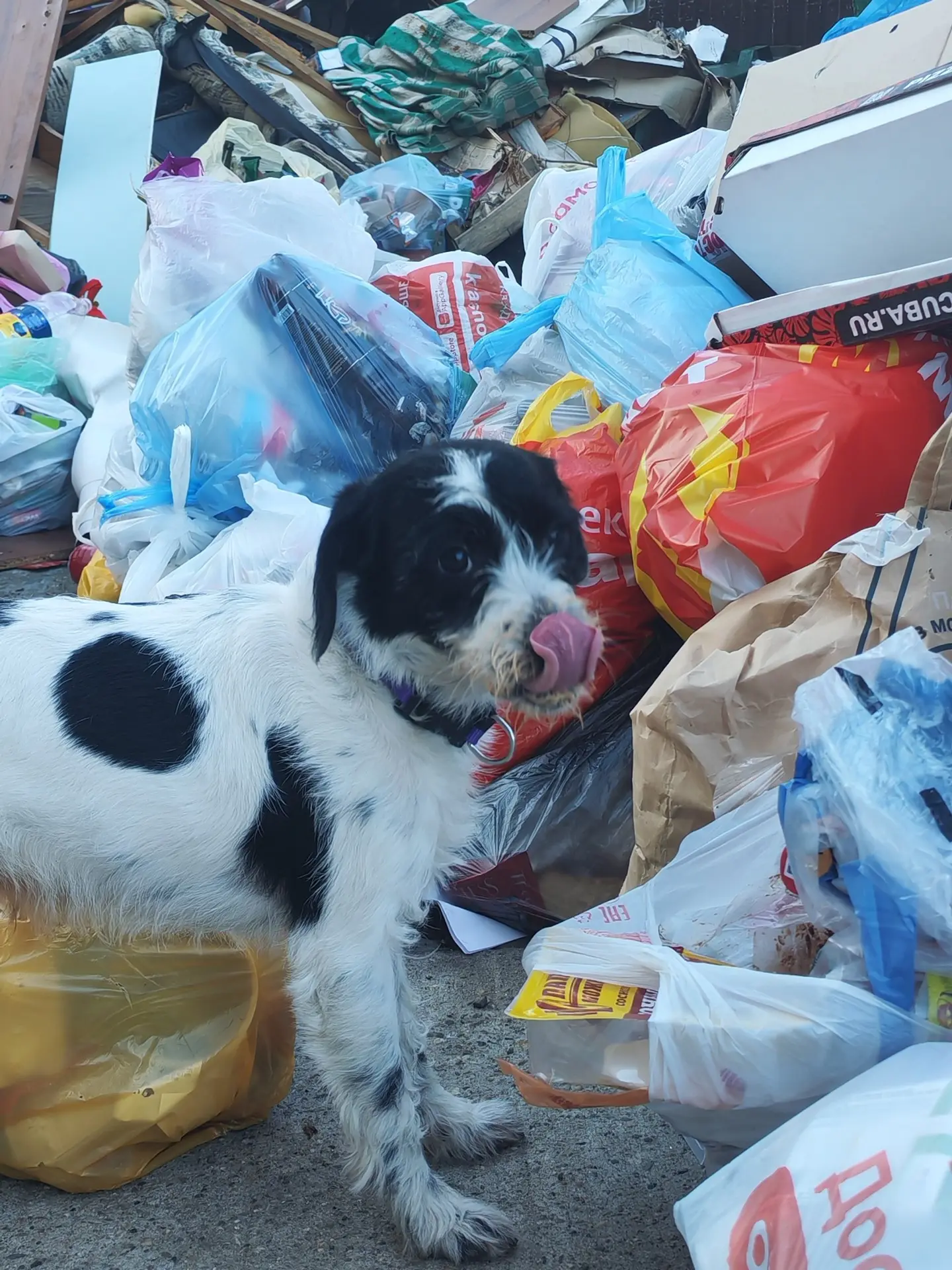 🐕 #потеряшкишанхая

Малыш у мусорки у «Ленты», домашний, на нём черно-фиолетовый ошейник. Забрать н