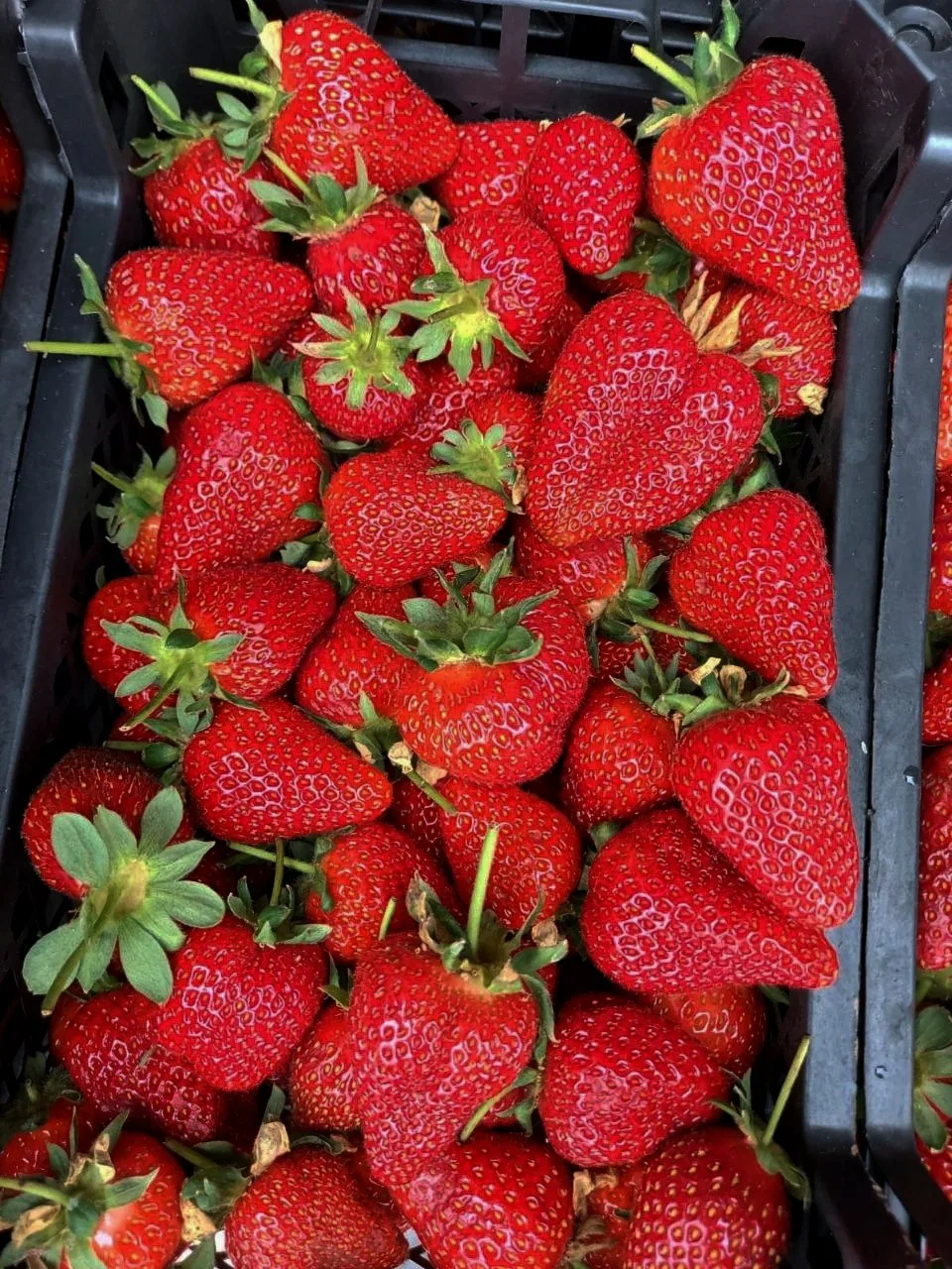 🔥Нижневартовск и Мегион! Свежее поступление спелых, сочных ягод!🍓🍒
👇Актуальная информация в наше