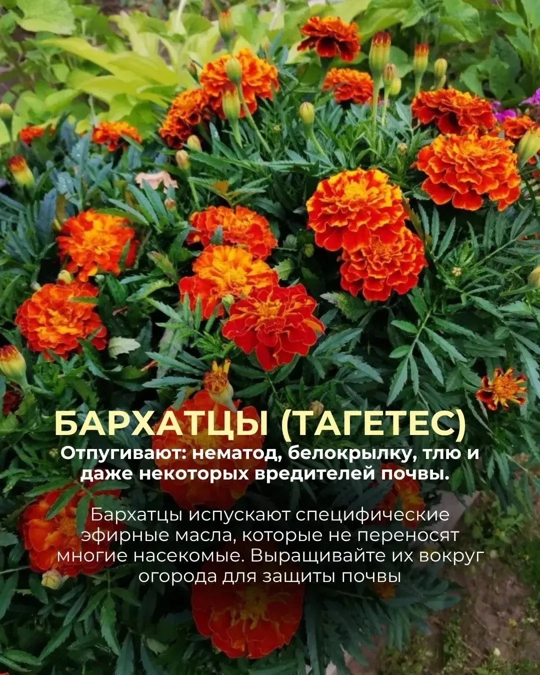 ✨🌿 Магия ароматов: защищаем сад красиво! 🌿✨

Знаете ли вы, что некоторые растения способны не толь