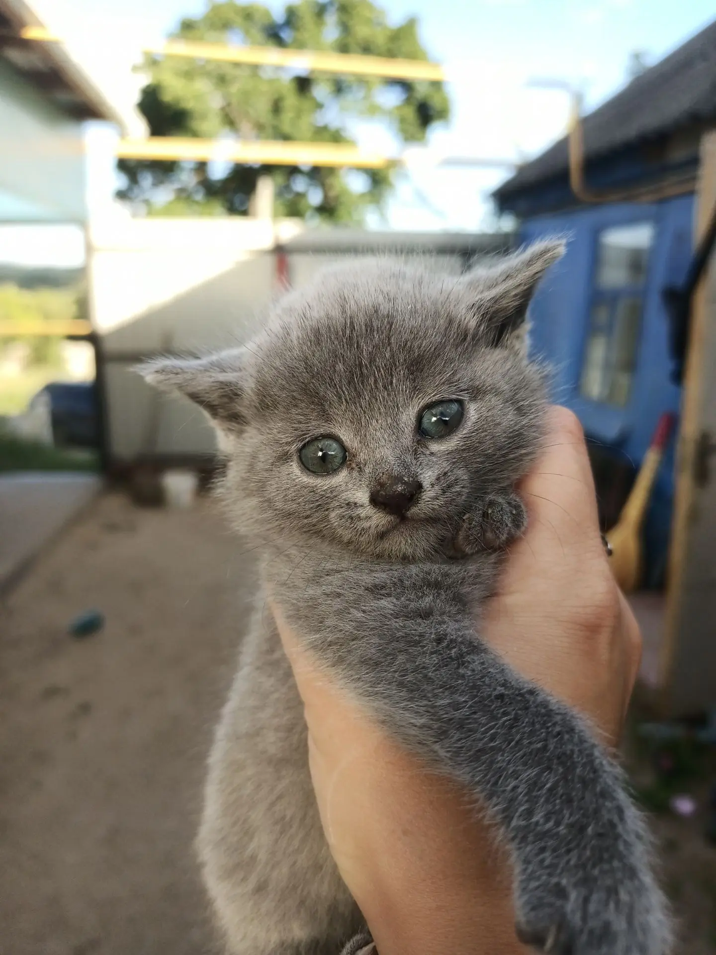Кошечка в добрые руки 🤗