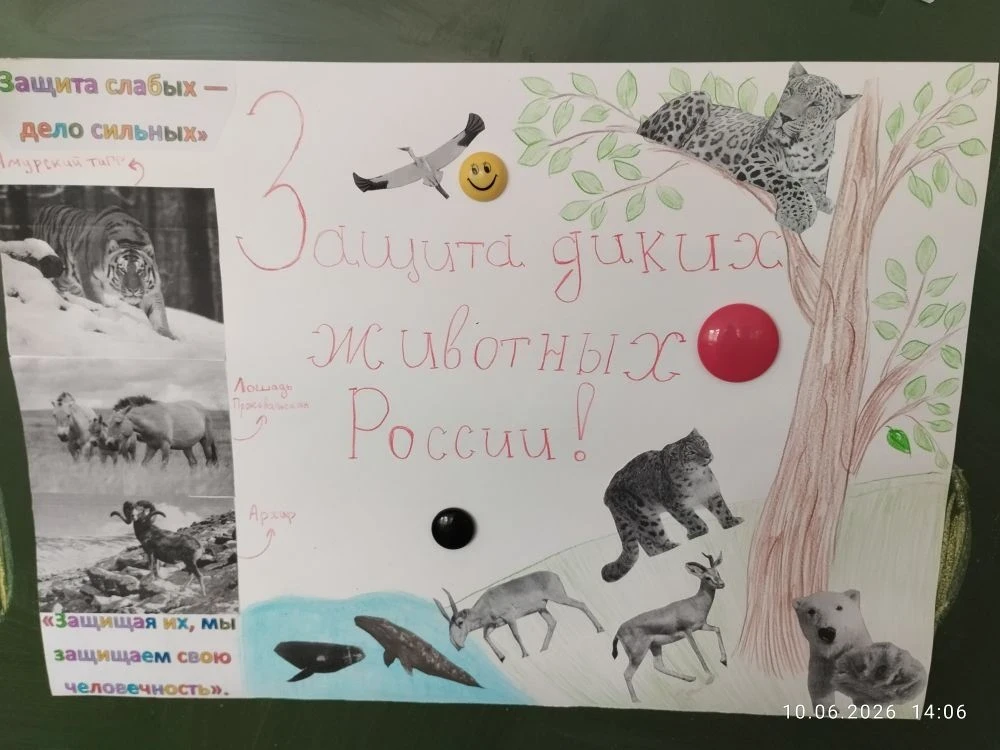 "Лесовичок" за редких животных России! 
⁣
Ребята из лагеря "Лесовичок" проявили настоящую заботу о п