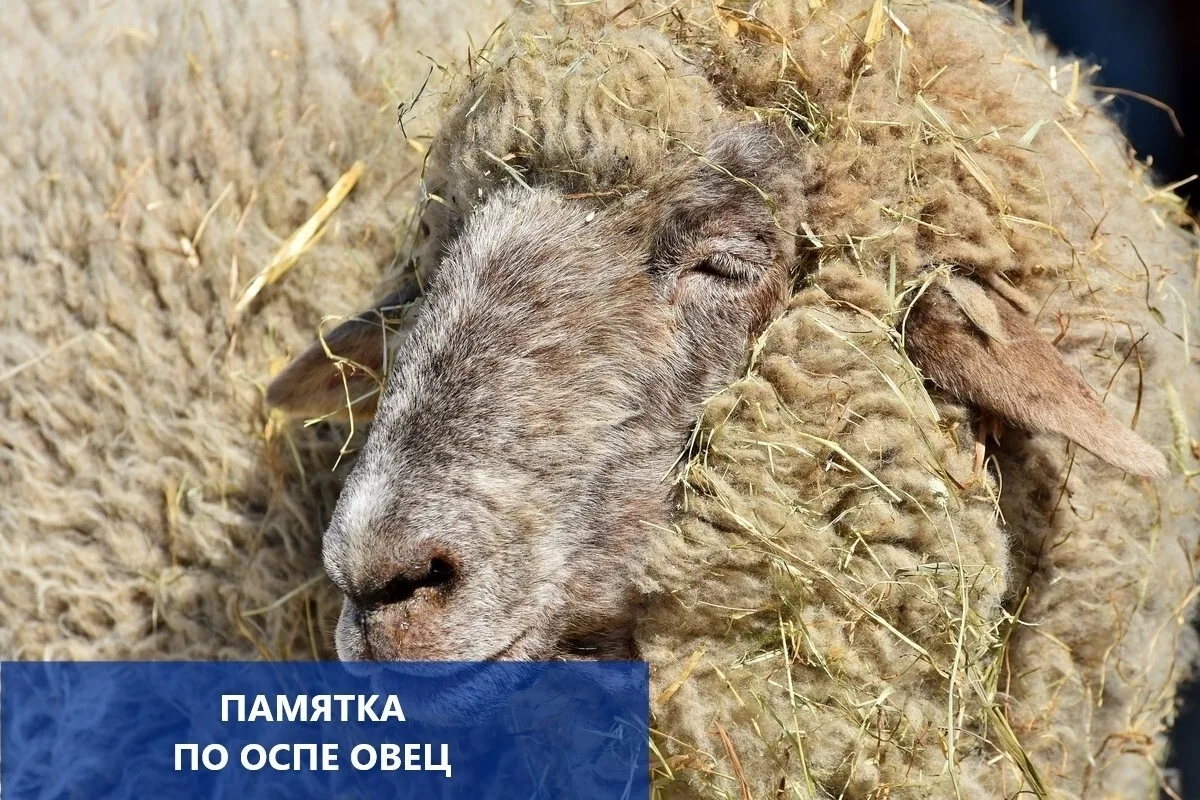 🆕Памятка для населения по оспе овец и коз
 
📝Оспа овец и коз - высококонтагиозная вирусная, особо 
