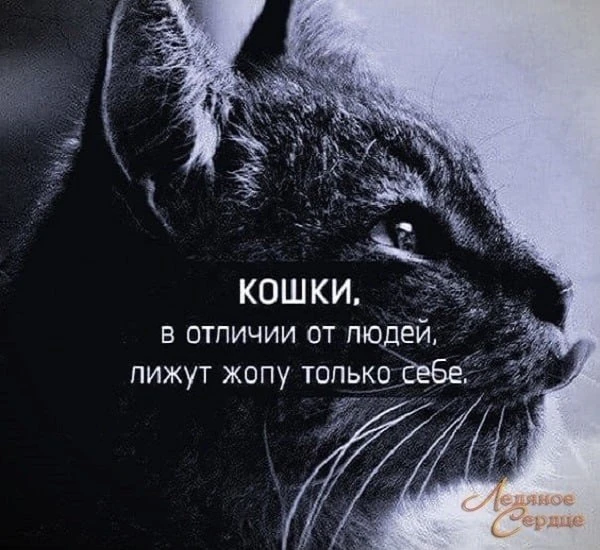 🇷🇺  Мы в МАХ : https://max.ru/club222838269