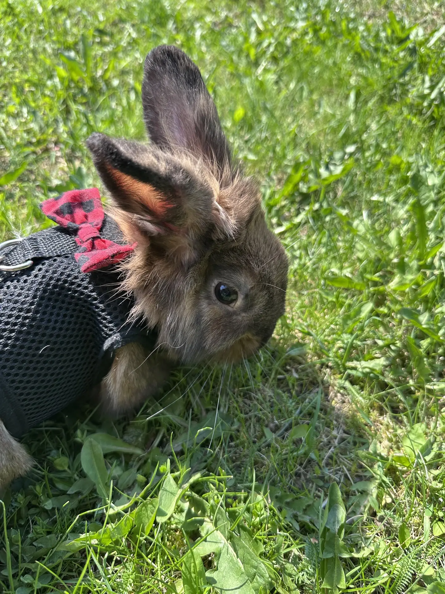 🐰❤️Принесла вам немного ушастой милоты 

Последние дни у нас не очень работает интернет, особо не п