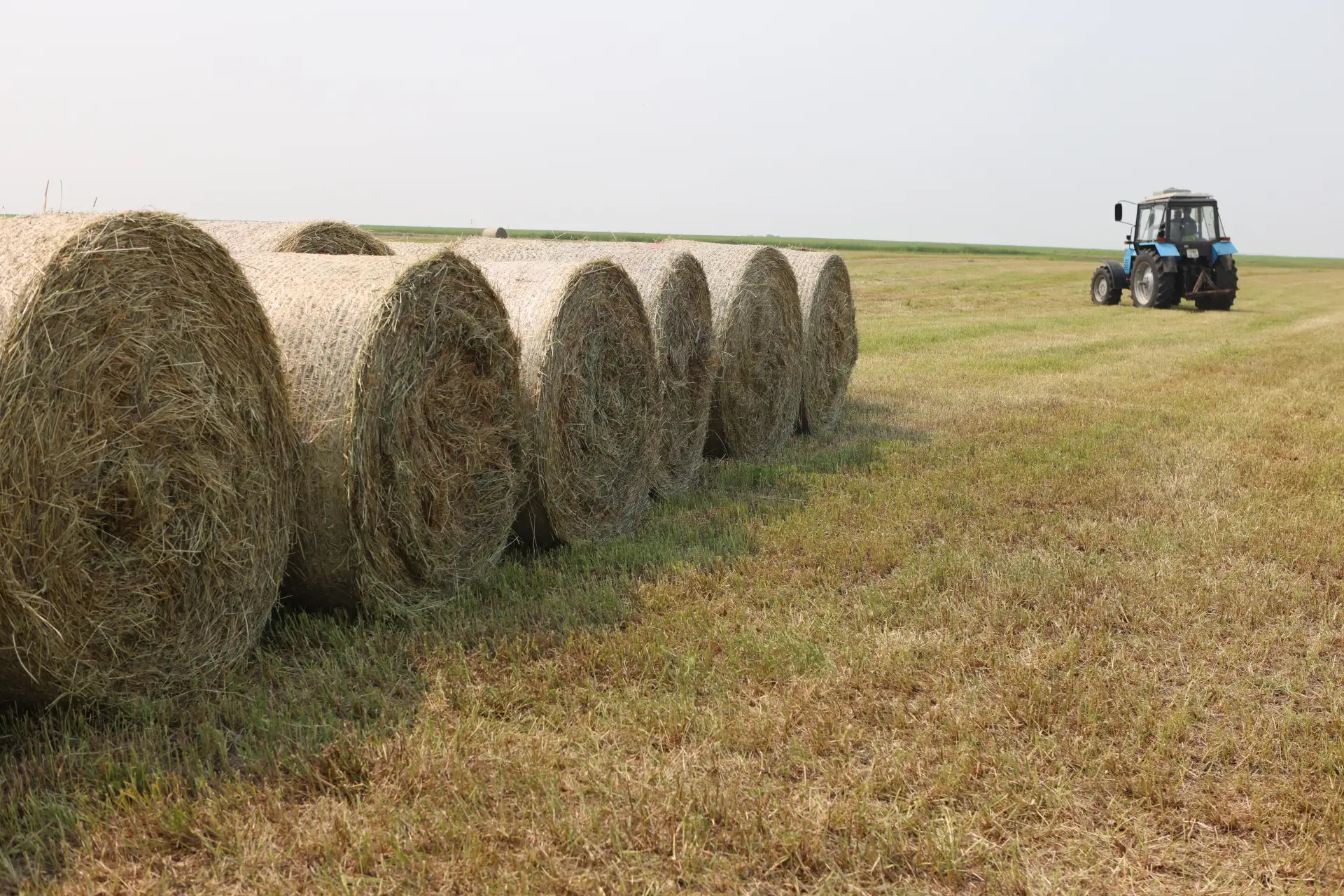 🚜О ходе заготовки кормов в области  

🧑‍🌾Согласно утвержденным планам по заготовке кормов для все