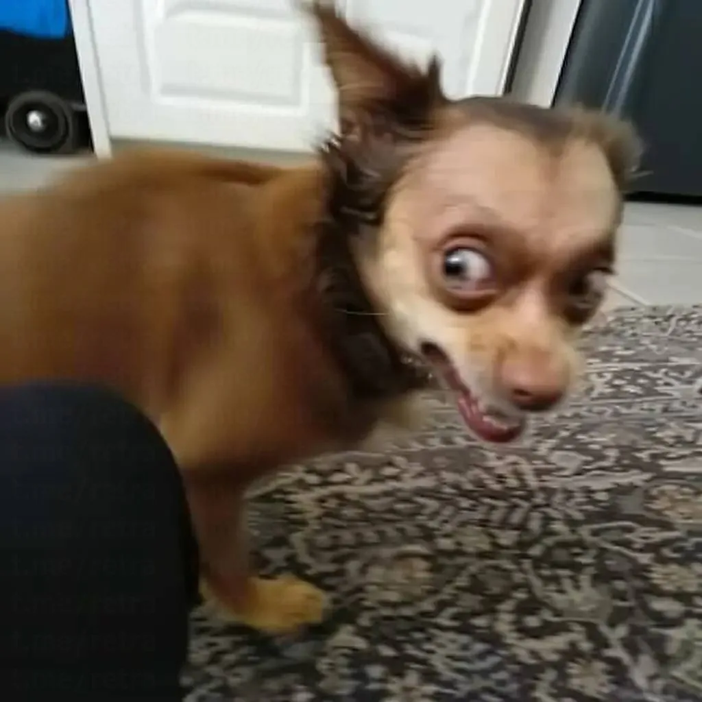 Поздравляем, вы увидели нечто ужасное 🤣

Ай да Собачки 🐶  - подписаться

оживи фото - max.ru/оживи