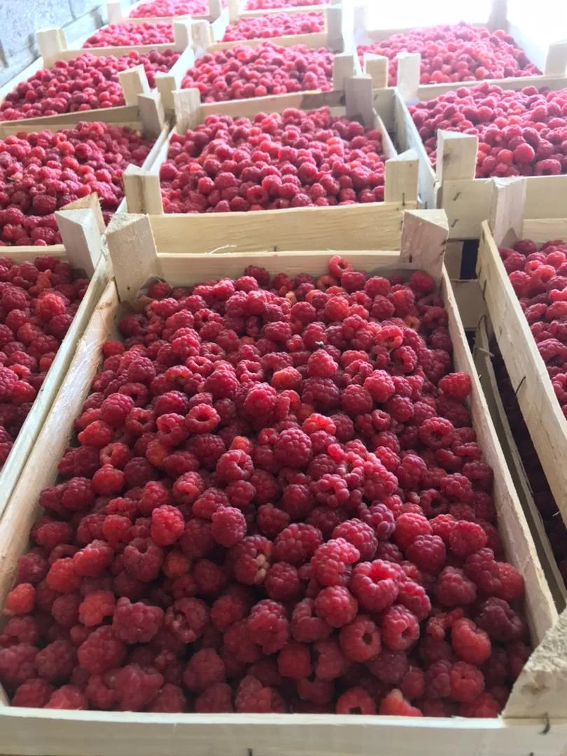 🍓Нягань,21 с 12.00 и 22 июня с 10.00 большое поступление ягод 🍓🍑🍒
📦Ящик клубники-1100р/2кг±
📦Я