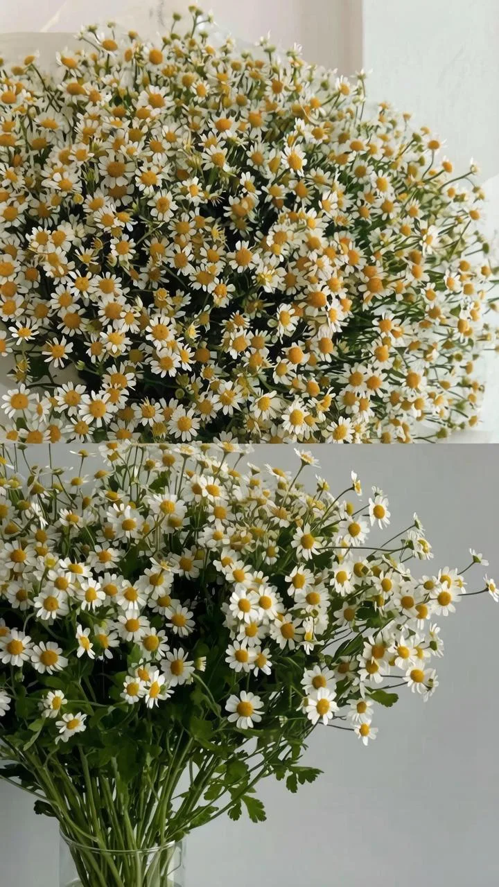 Если бы лето в России было цветком, мы уверены — это была бы ромашка 🌼

С днем России 🤍