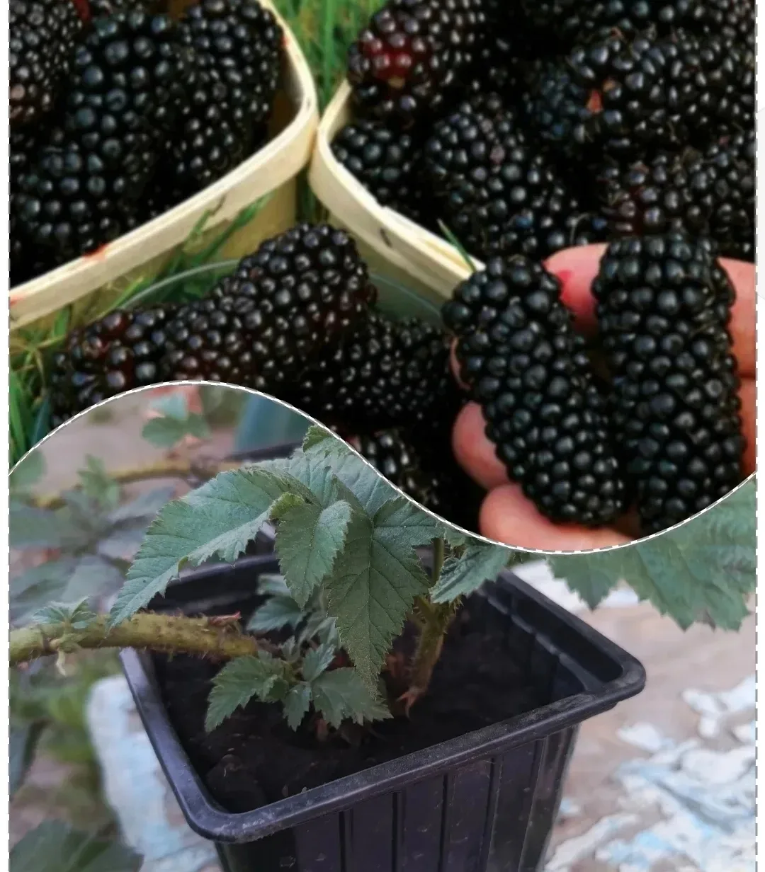 ПРОДАЮ САЖЕНЦЫ ЕЖЕВИКИ 🍇
 Карака Блэк - очень ранний и крупный, вкусный,глянцевый сорт ежевики с (З