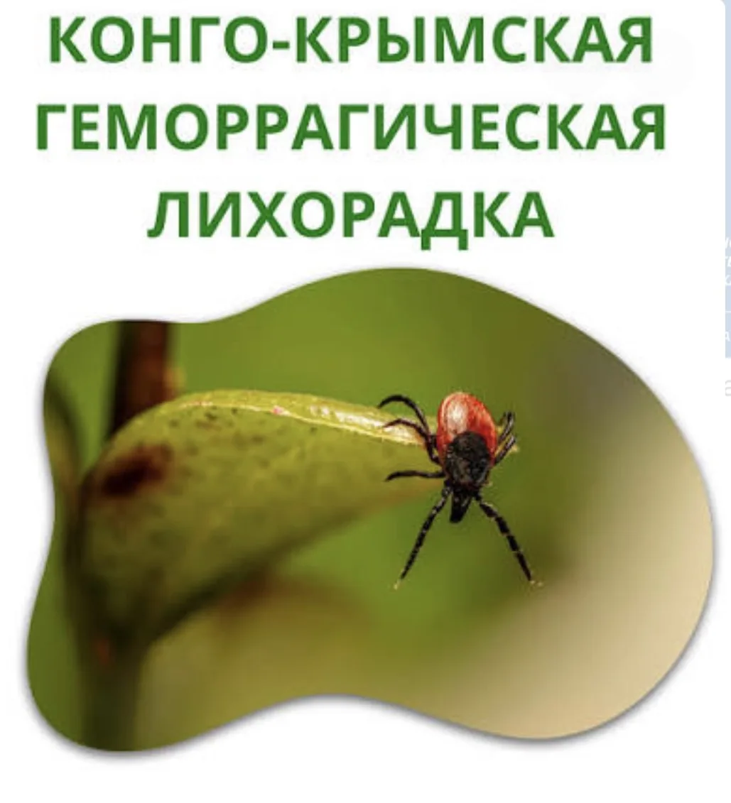 Врач-инфекционист городской поликлиники Буйнакской ЦГБ Альбина Гаджимурзаевна рассказала сотрудникам