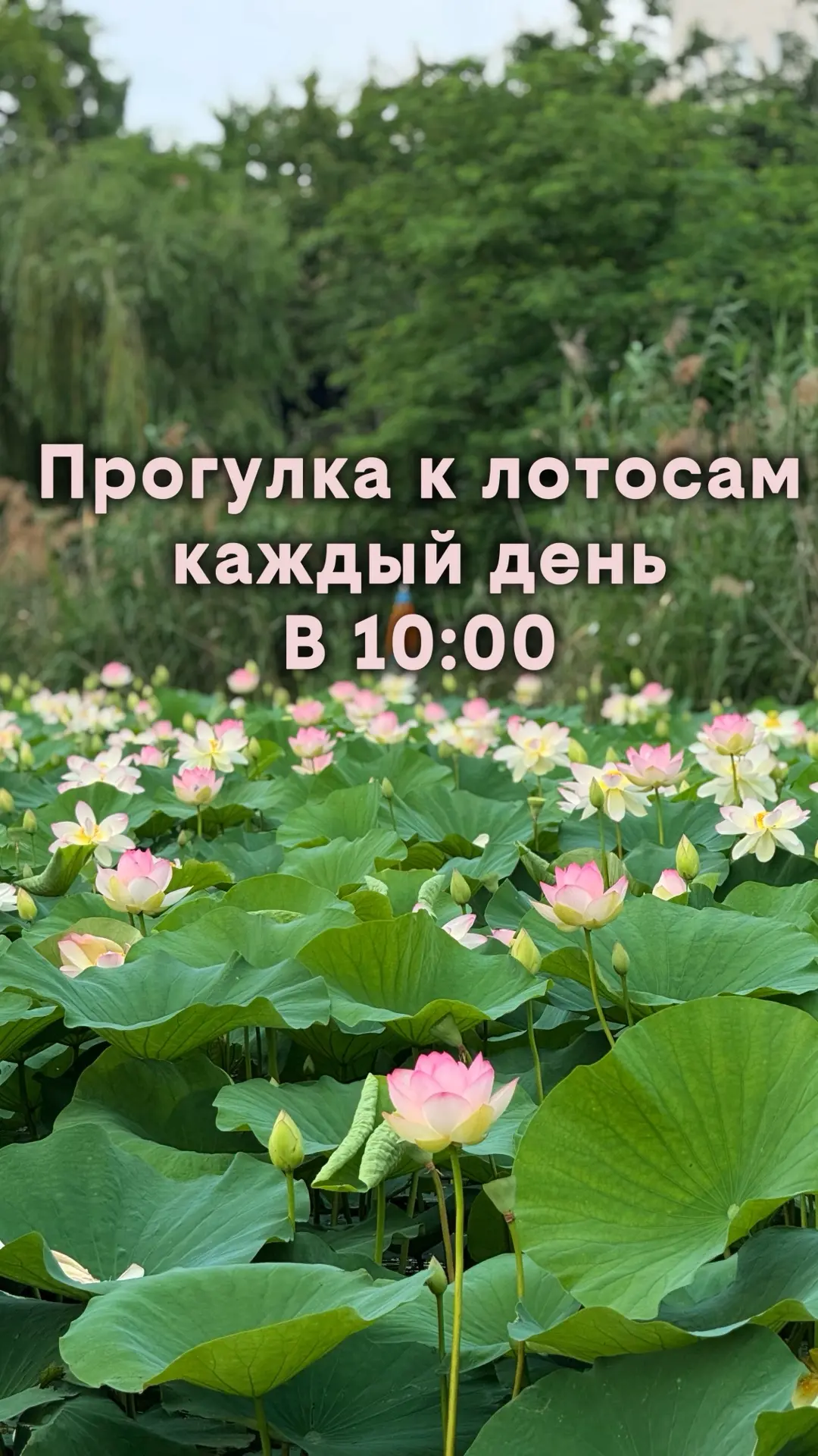 Групповые прогулки к лотосам каждый день в 10:00🪷  
 ❗️Так же в 14:00 и 18:00 тоже есть прогулки, н