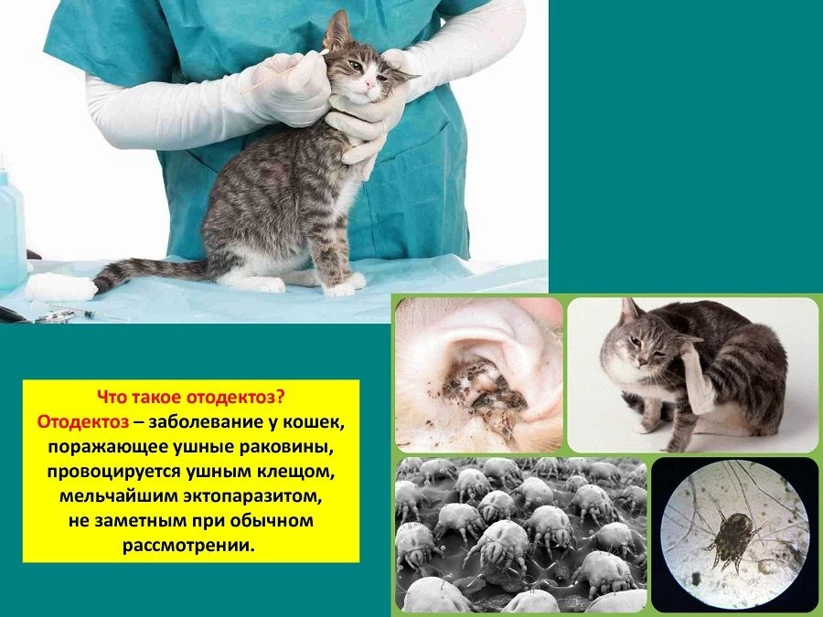 📌 Отодектоз (ушной клещ) у кошек и собак 🕷

📌 Паразитарное заболевание наружного уха, возбудителе