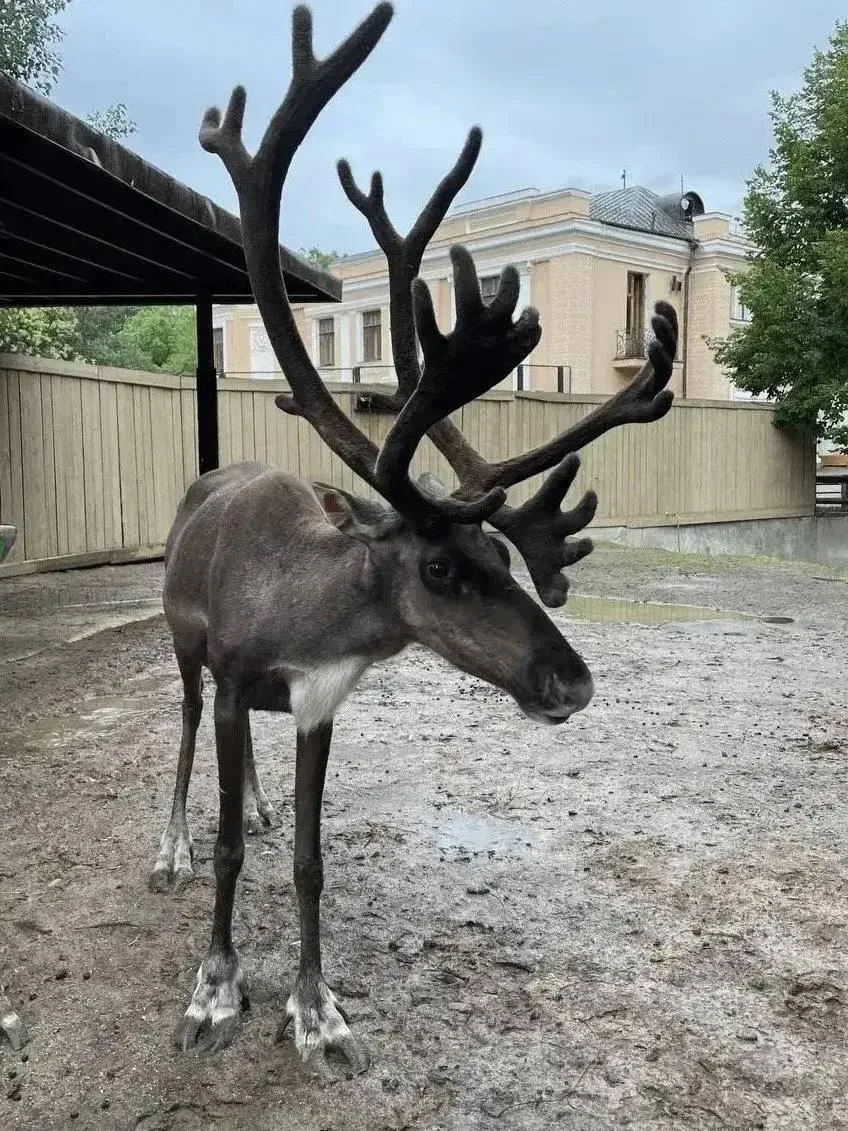 🦌 Бывший мэр Мурманска взял под опеку оленя

Юрий Сердечкин в рамках благотворительной программы Мо