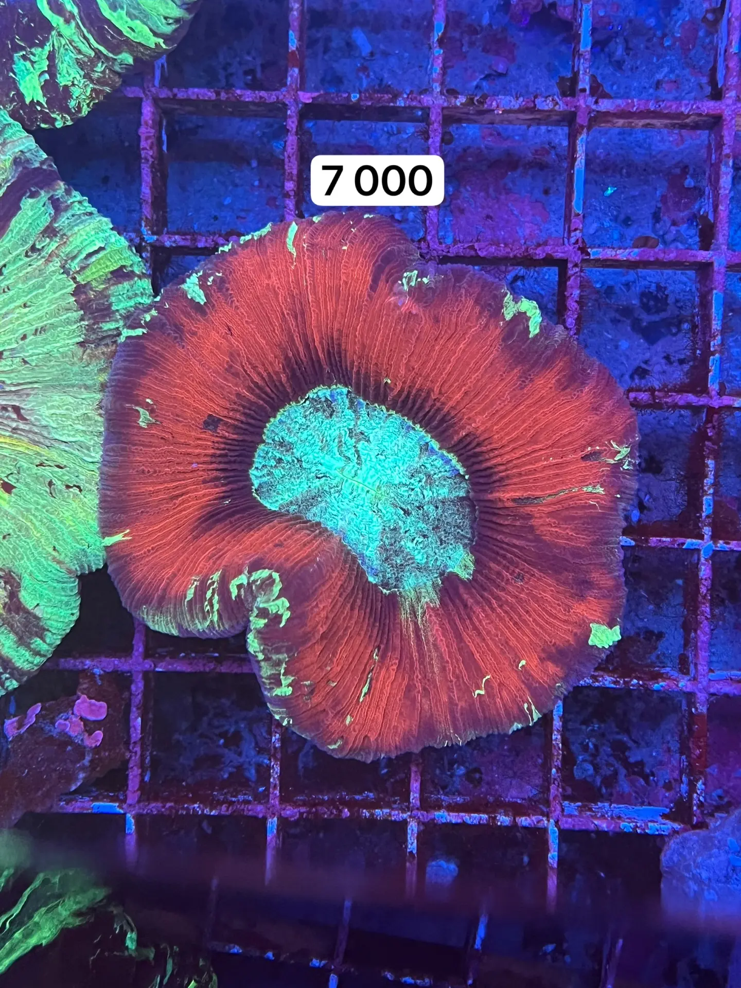 Трахифилия Trachyphyllia geoffroyi 

Менеджер
+7 909 985-56-32 Екатерина

📱https://t.me/lota_news
�